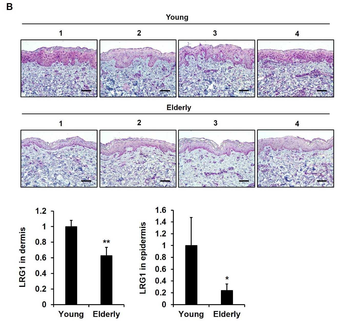 Ijms 24 12445 g009b Ijms 24 12445 g009b