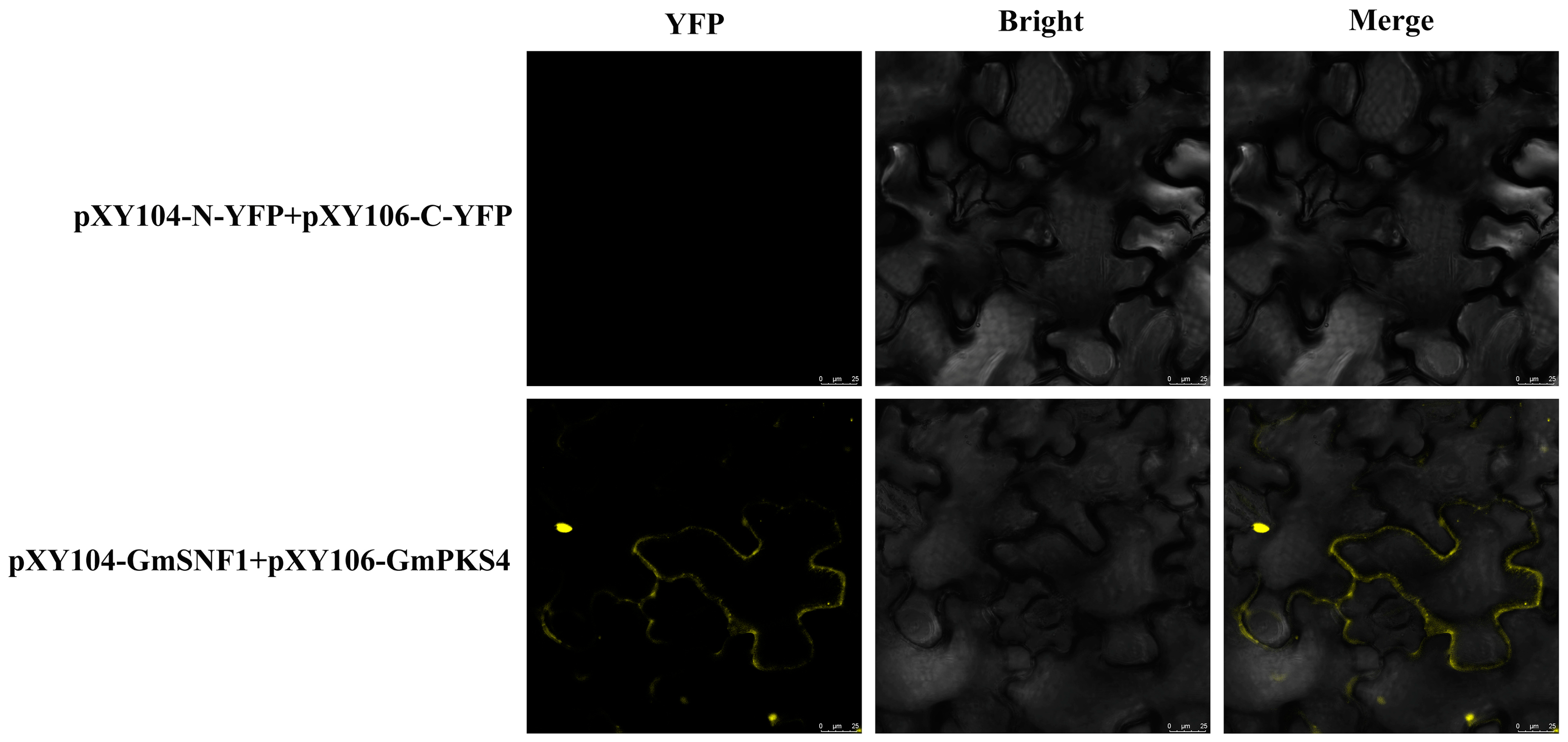 Ijms 24 12482 g002 Ijms 24 12482 g002