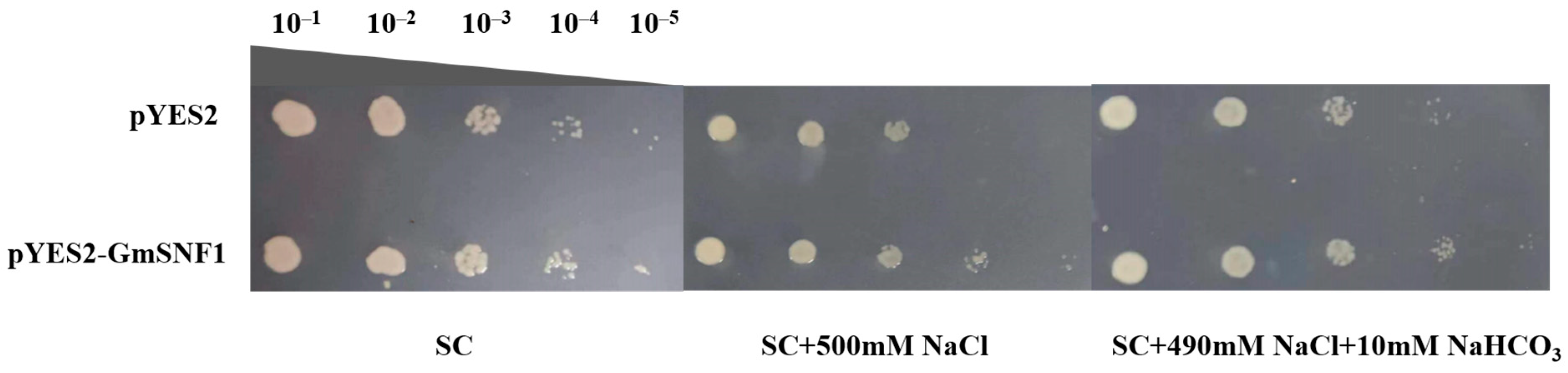 Ijms 24 12482 g005 Ijms 24 12482 g005