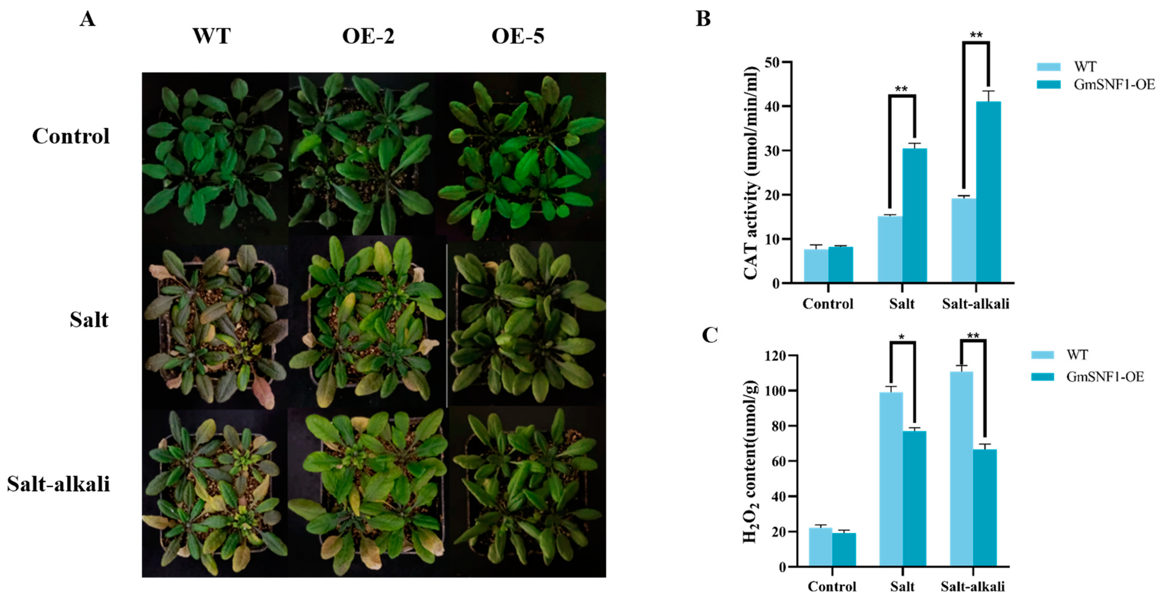 Ijms 24 12482 g006 Ijms 24 12482 g006