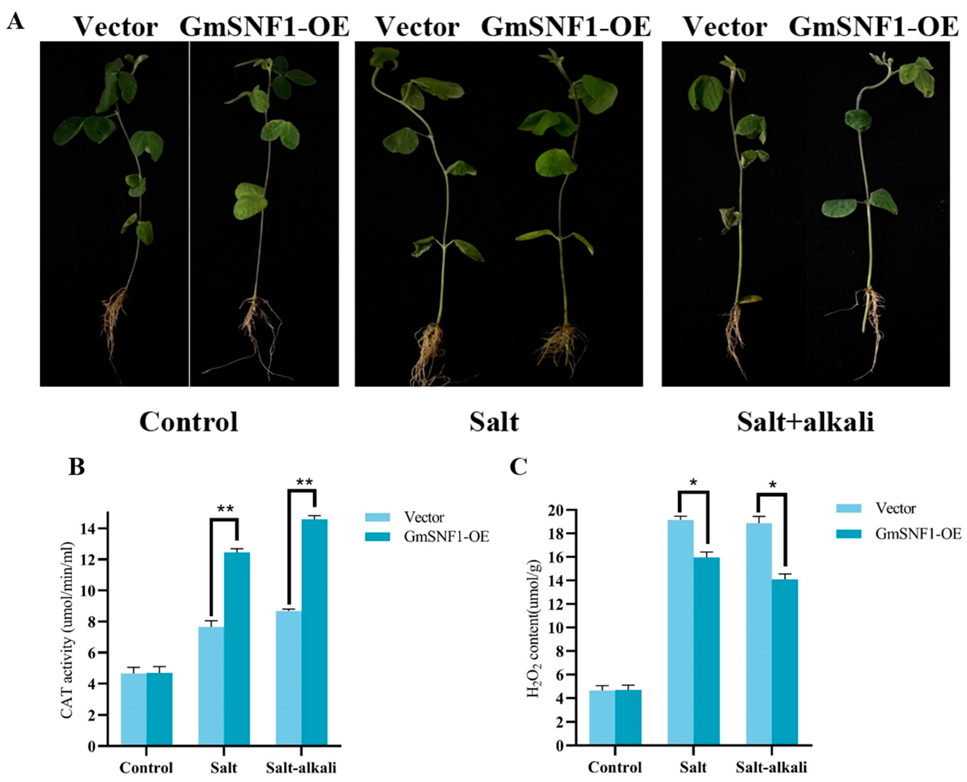 Ijms 24 12482 g007 Ijms 24 12482 g007