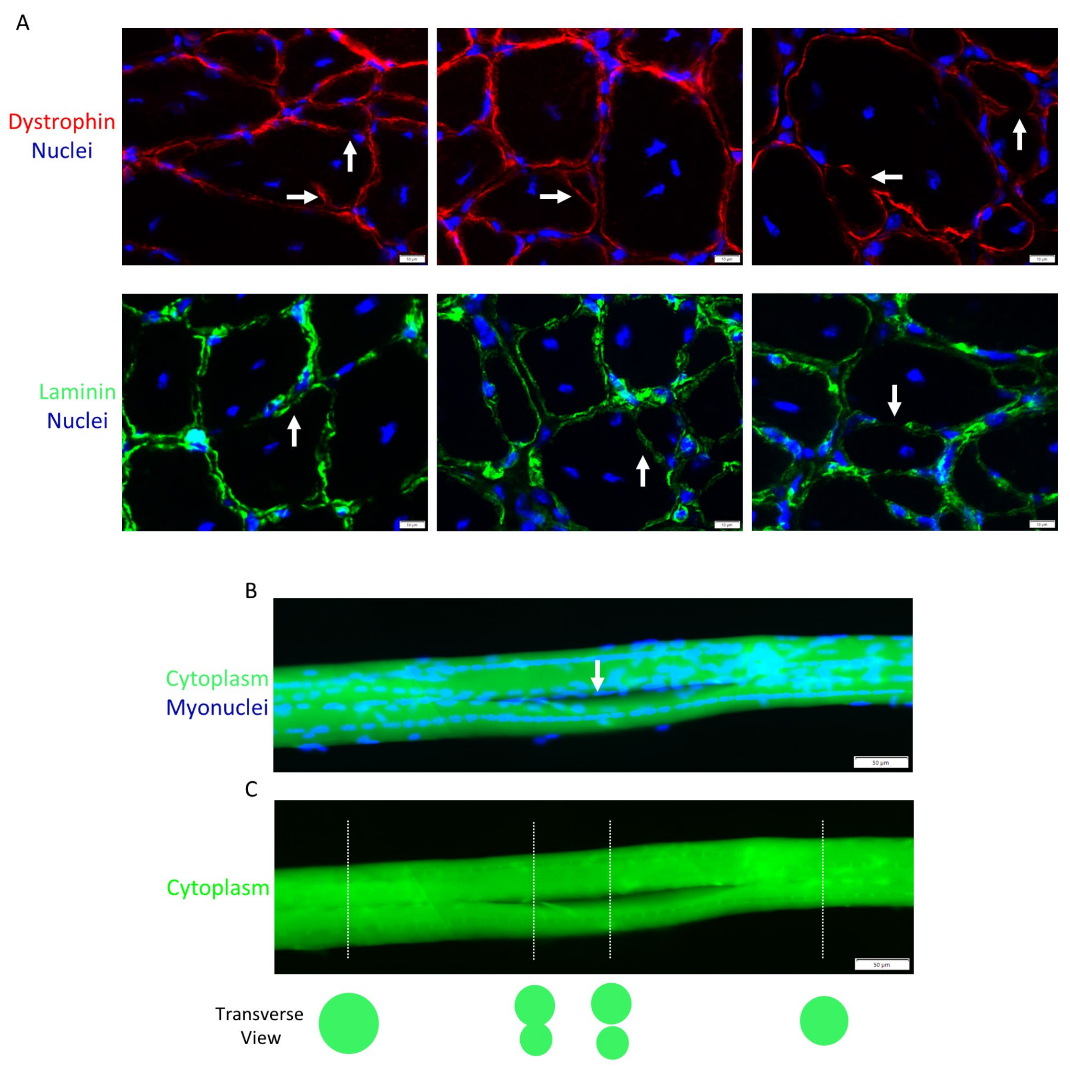 Ijms 24 12545 g007 Ijms 24 12545 g007