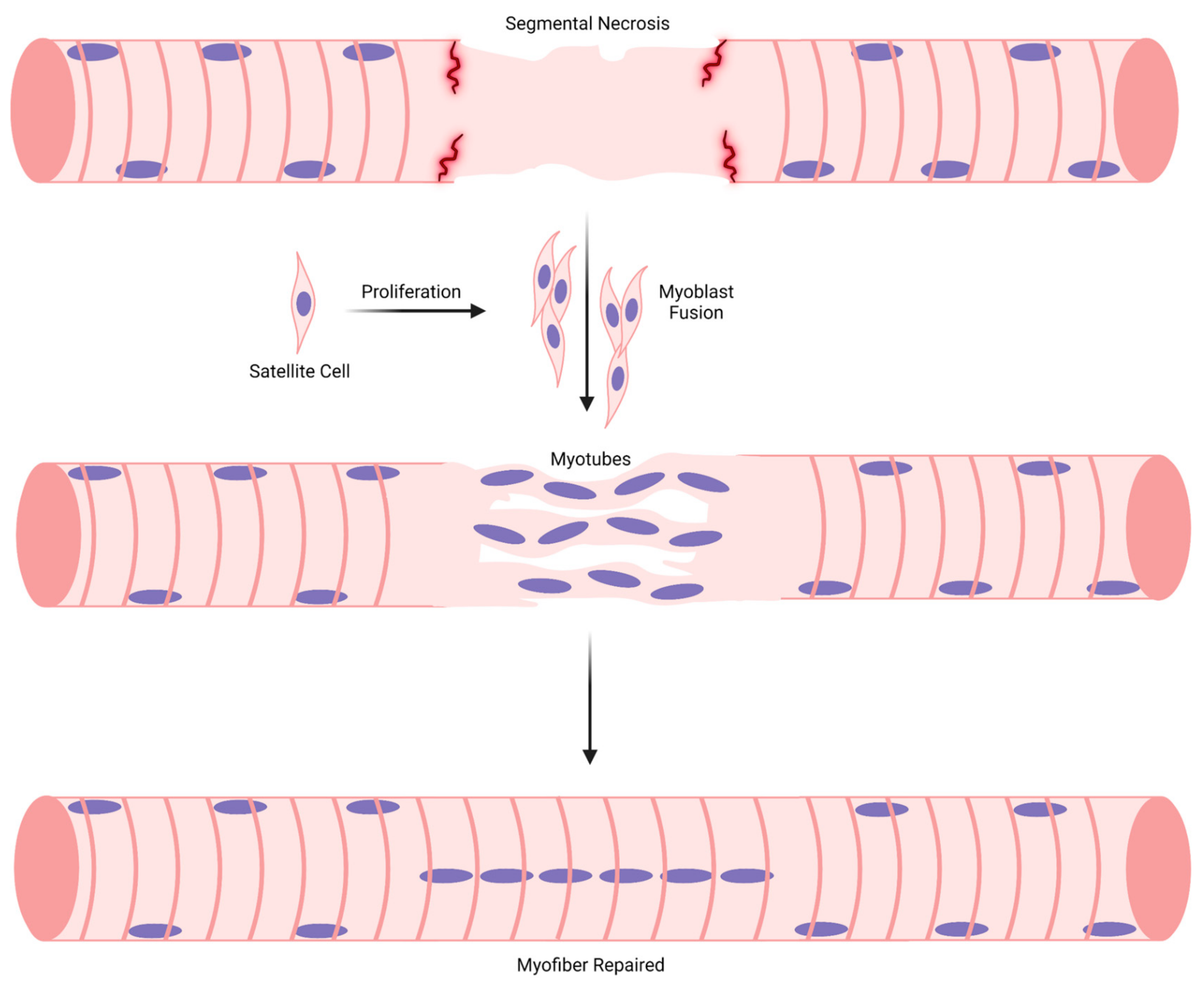Ijms 24 12545 g008 Ijms 24 12545 g008