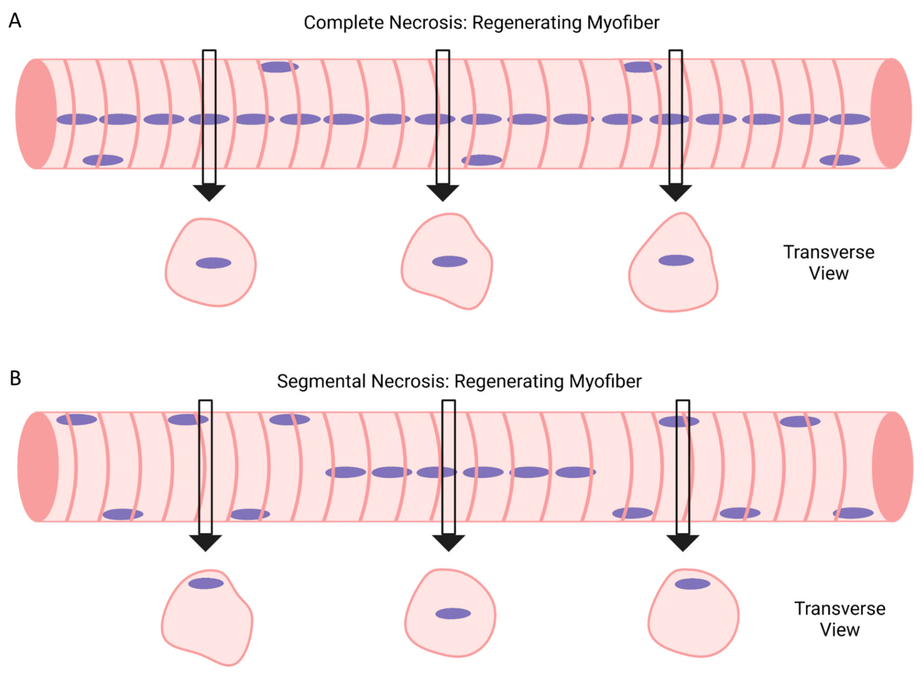 Ijms 24 12545 g009 Ijms 24 12545 g009