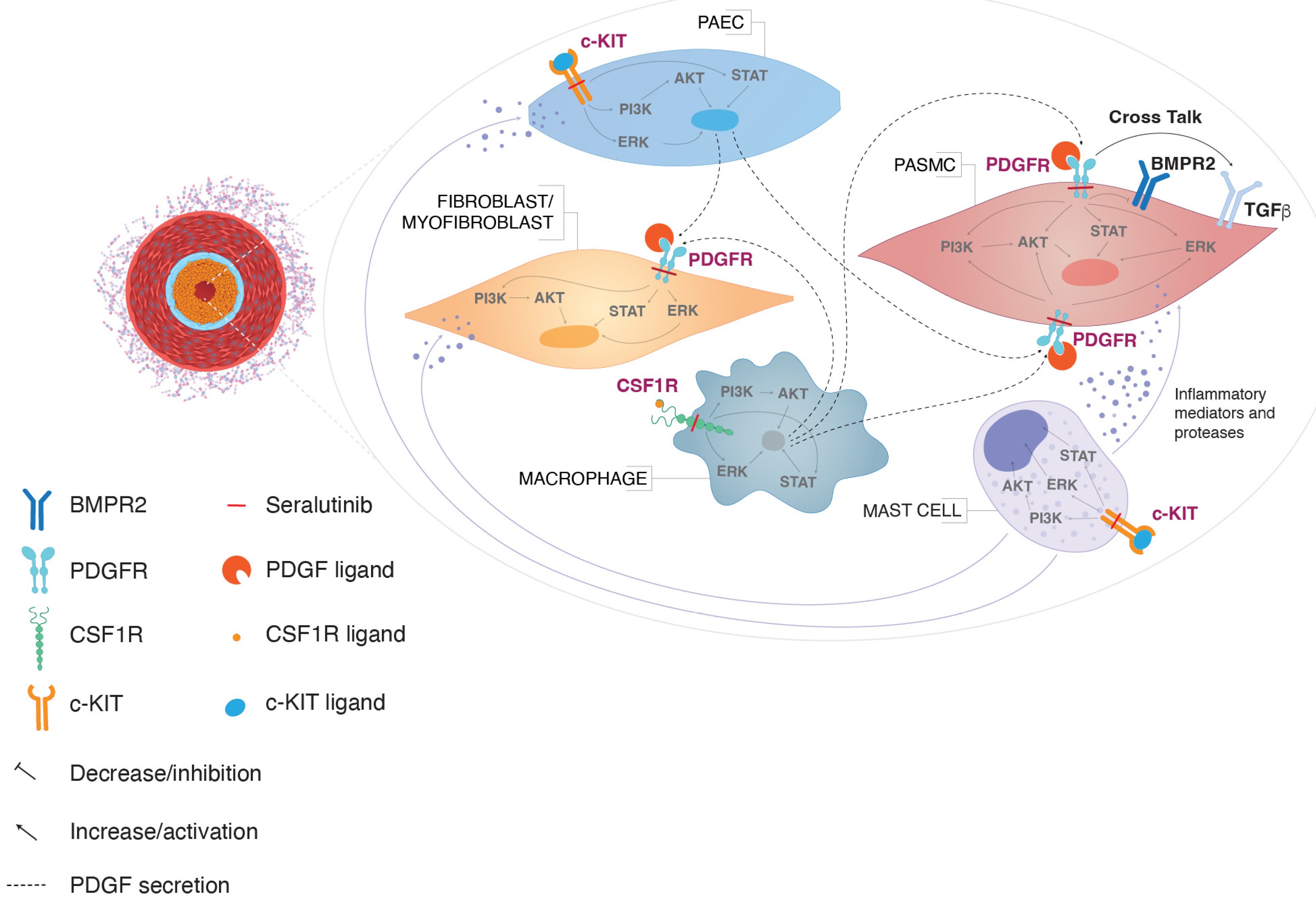 Ijms 24 12653 g004 Ijms 24 12653 g004
