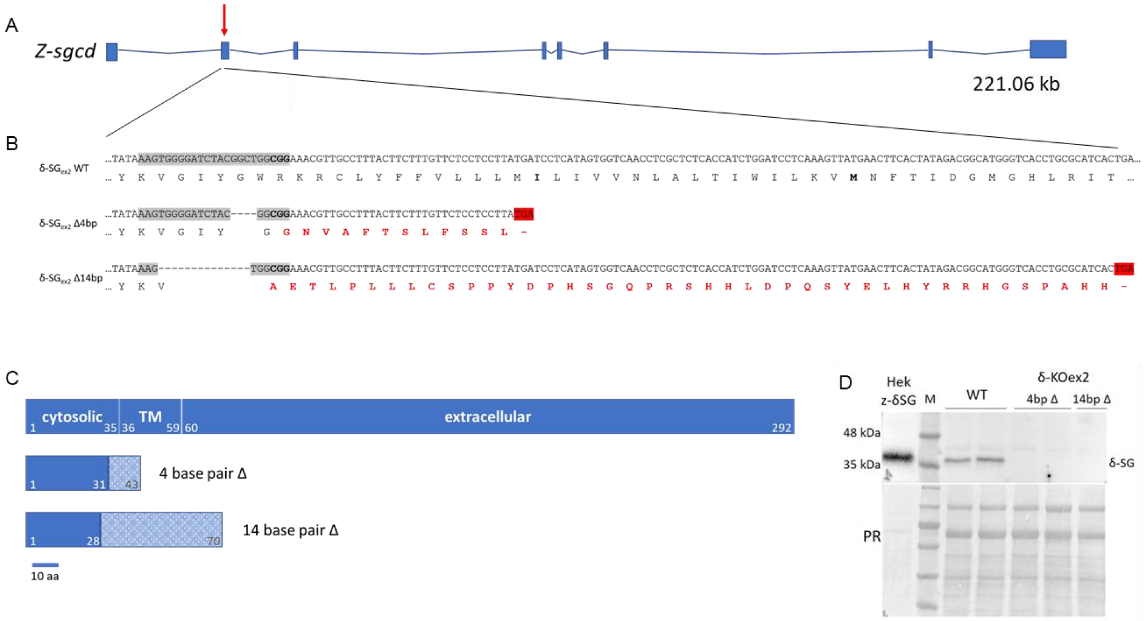 Ijms 24 12707 g001 Ijms 24 12707 g001