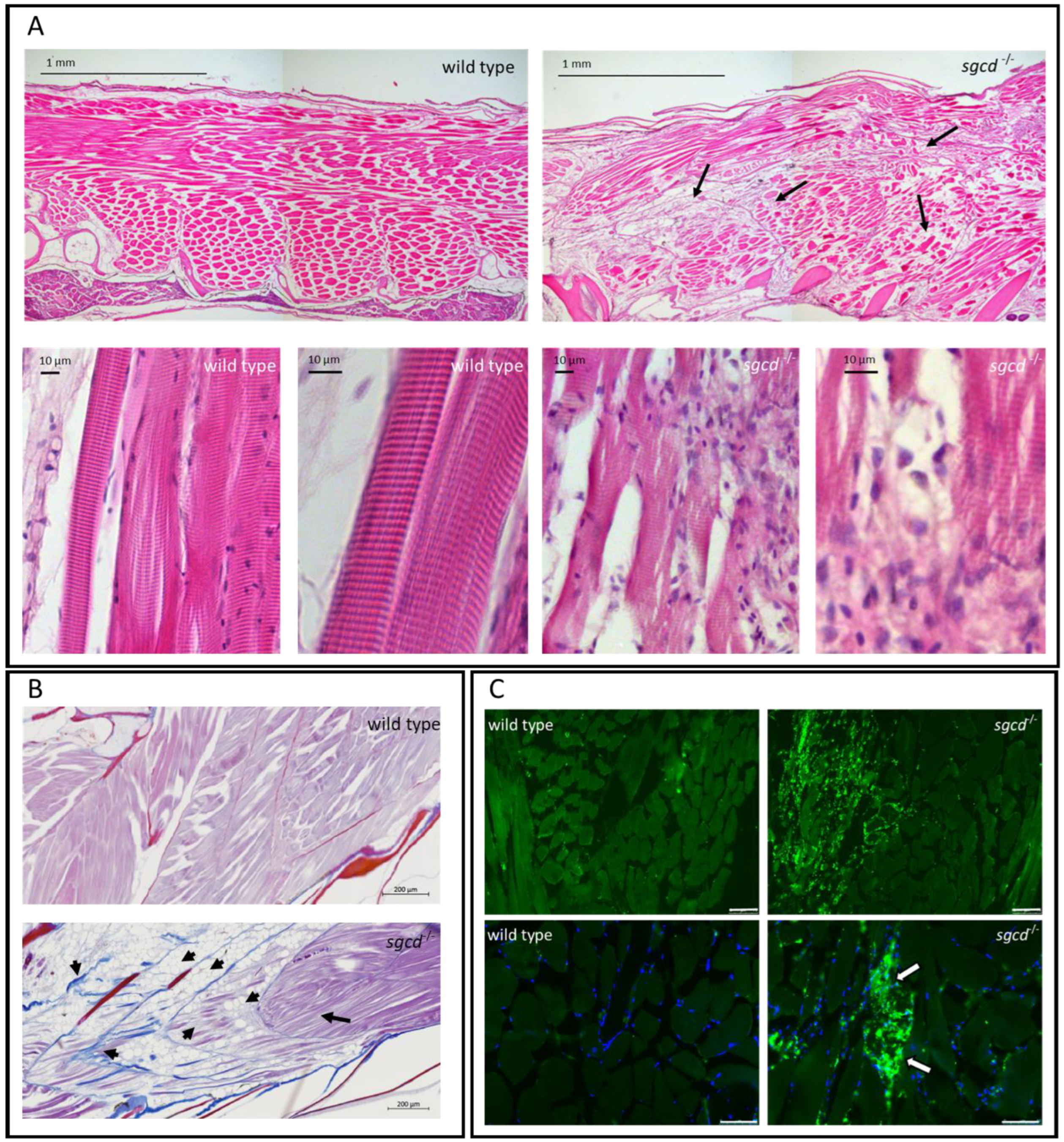 Ijms 24 12707 g004 Ijms 24 12707 g004