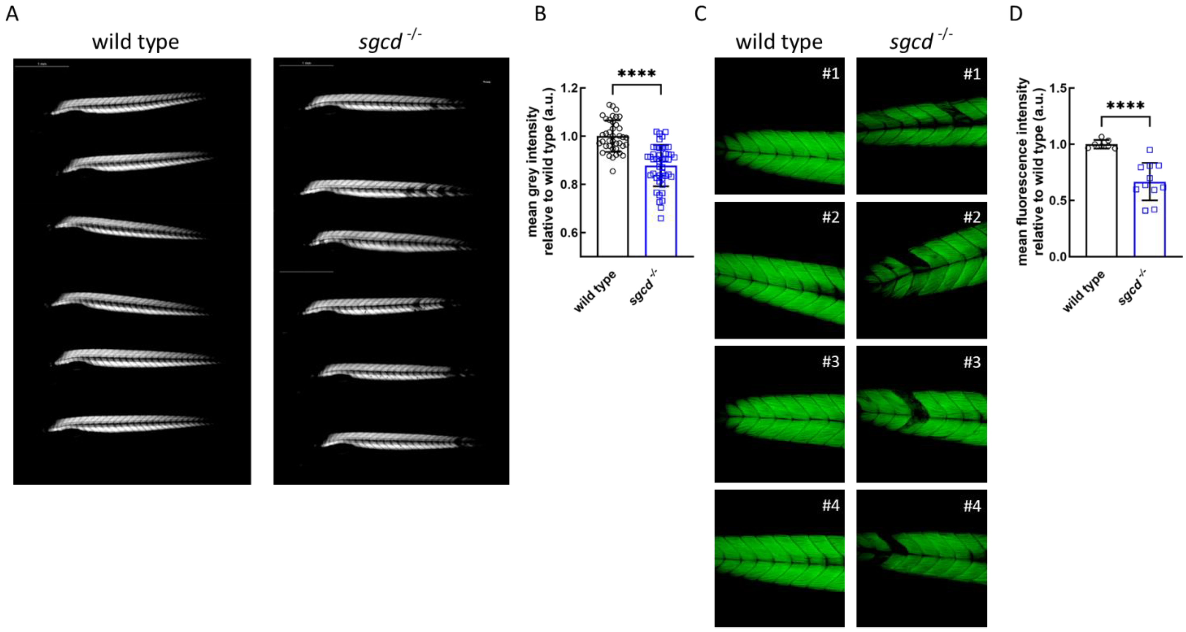 Ijms 24 12707 g007 Ijms 24 12707 g007