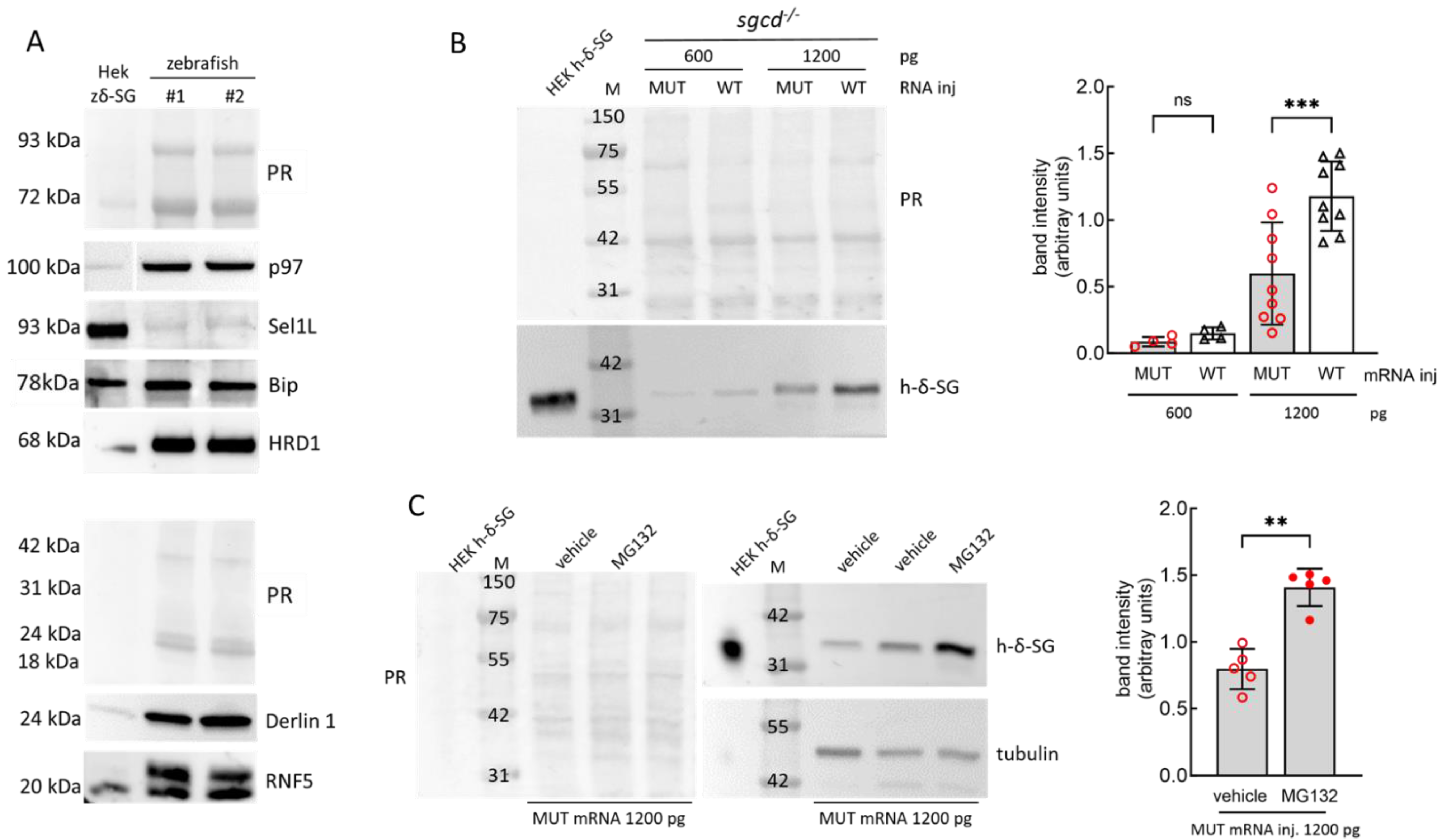 Ijms 24 12707 g008 Ijms 24 12707 g008