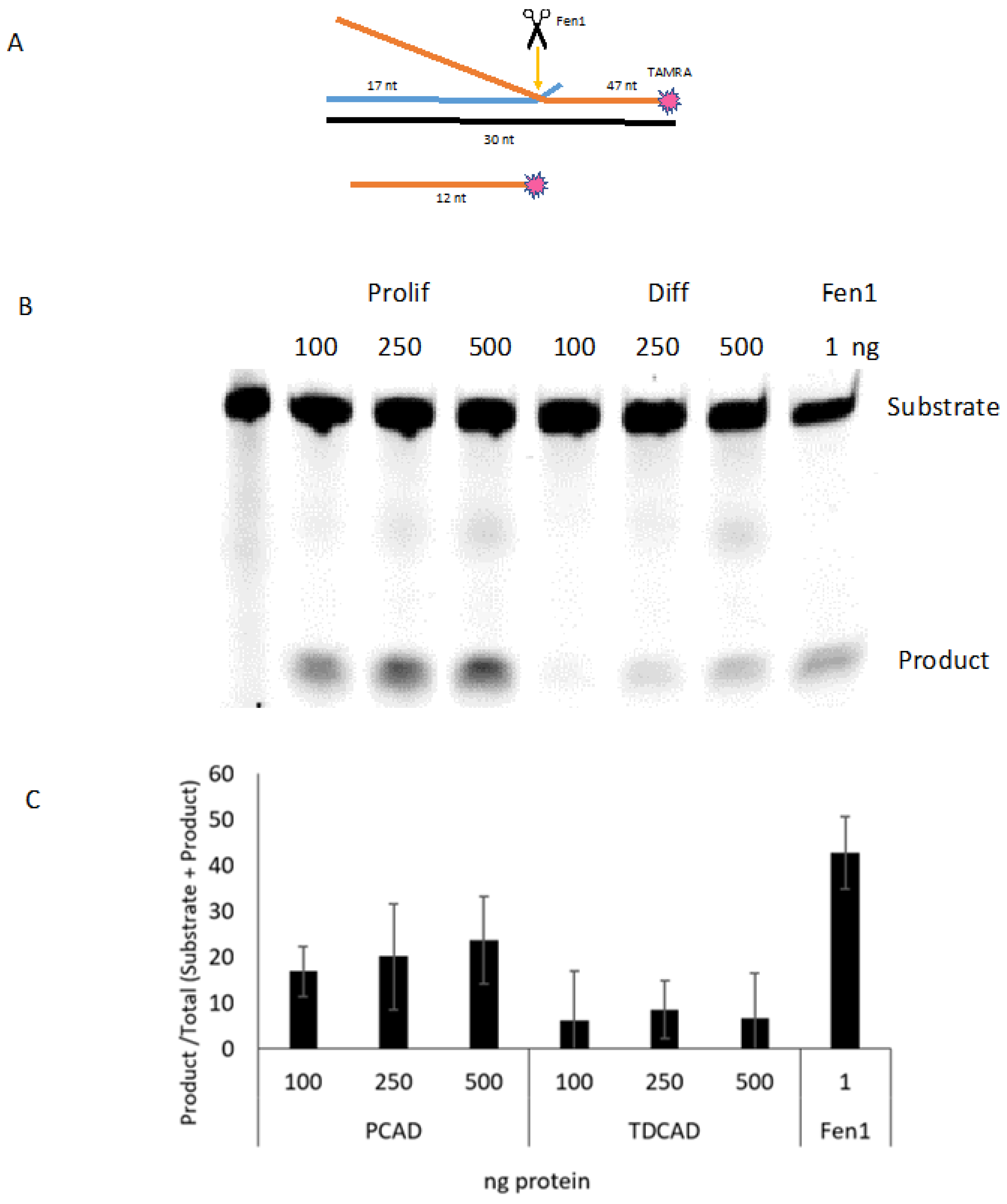 Ijms 24 12715 g003 Ijms 24 12715 g003