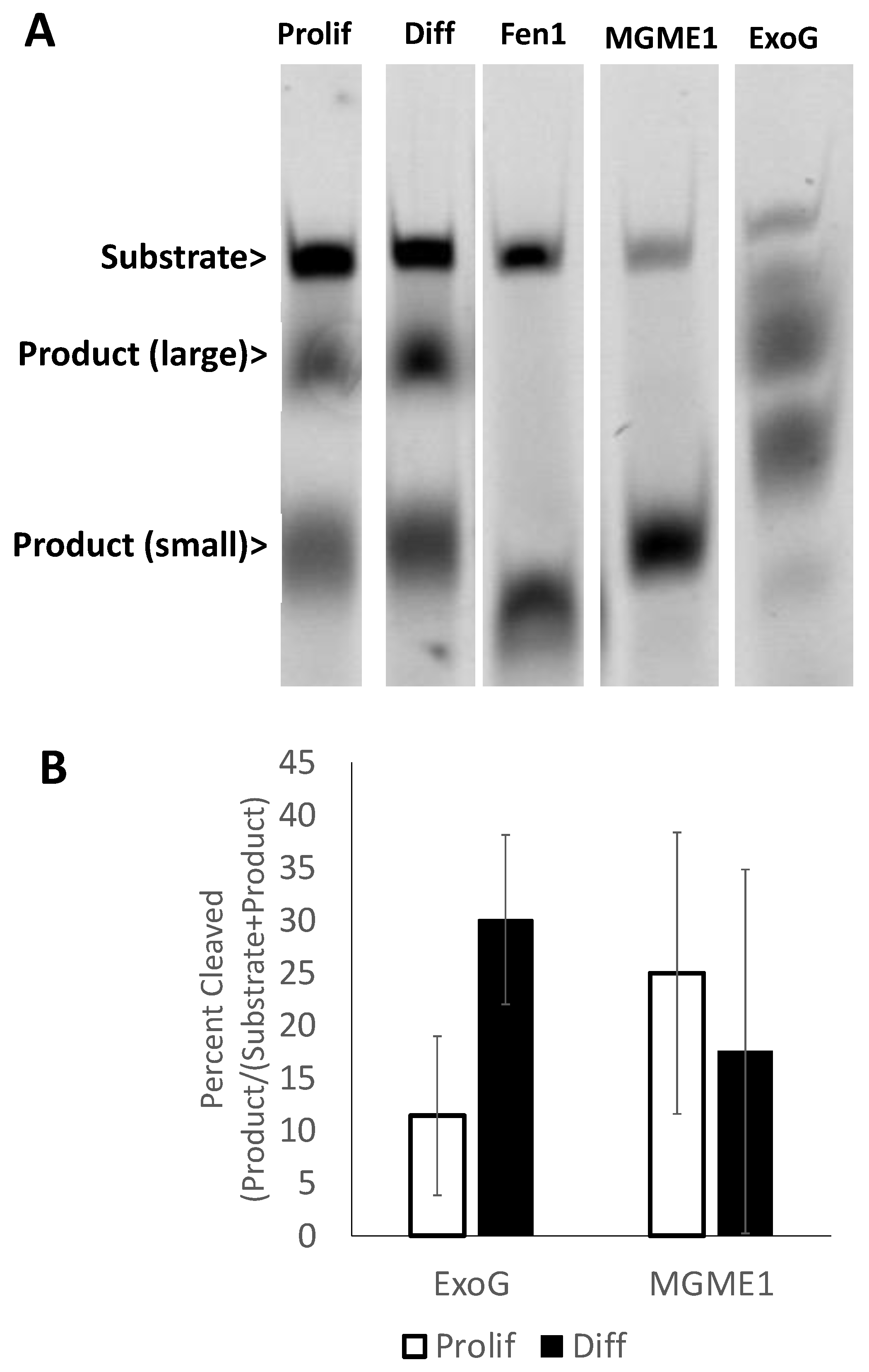 Ijms 24 12715 g004 Ijms 24 12715 g004