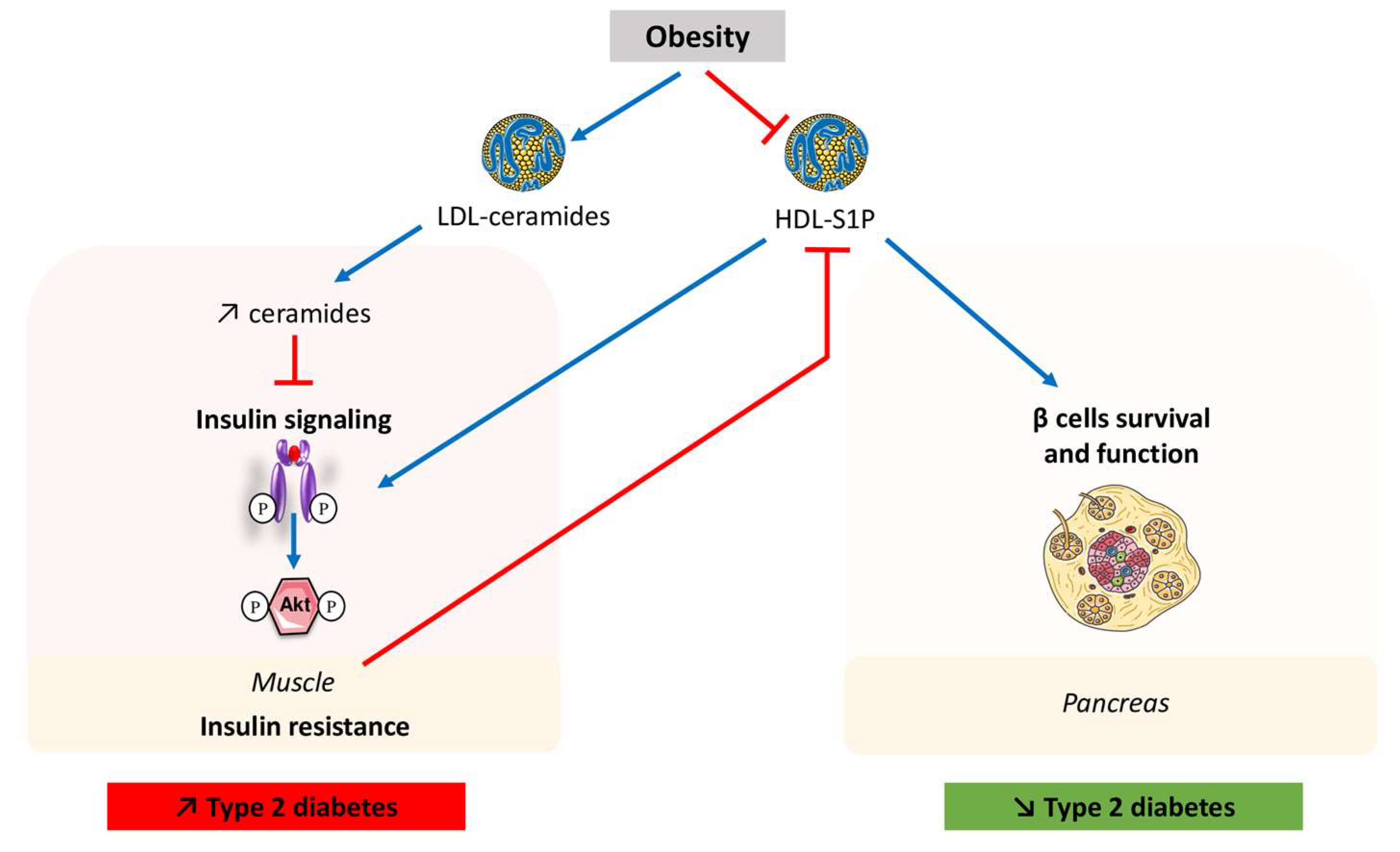 Ijms 24 12720 g002 Ijms 24 12720 g002