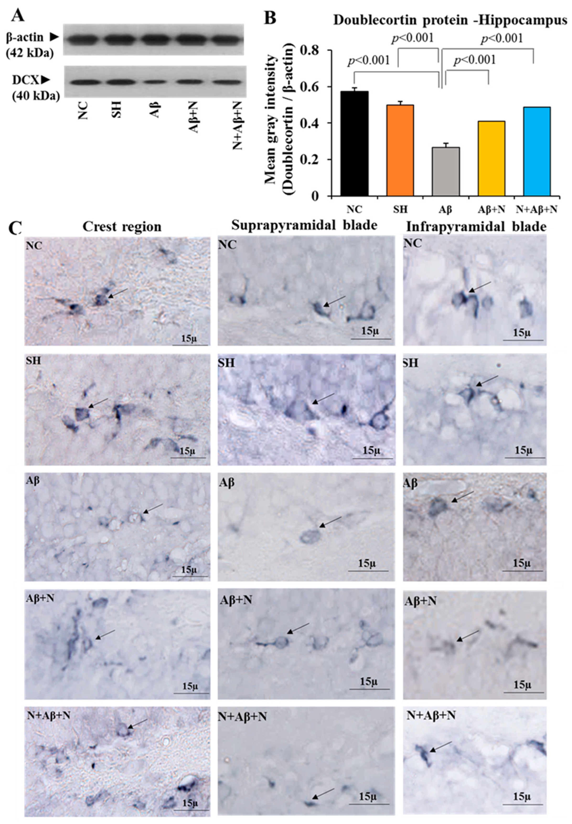 Ijms 24 12733 g005 Ijms 24 12733 g005