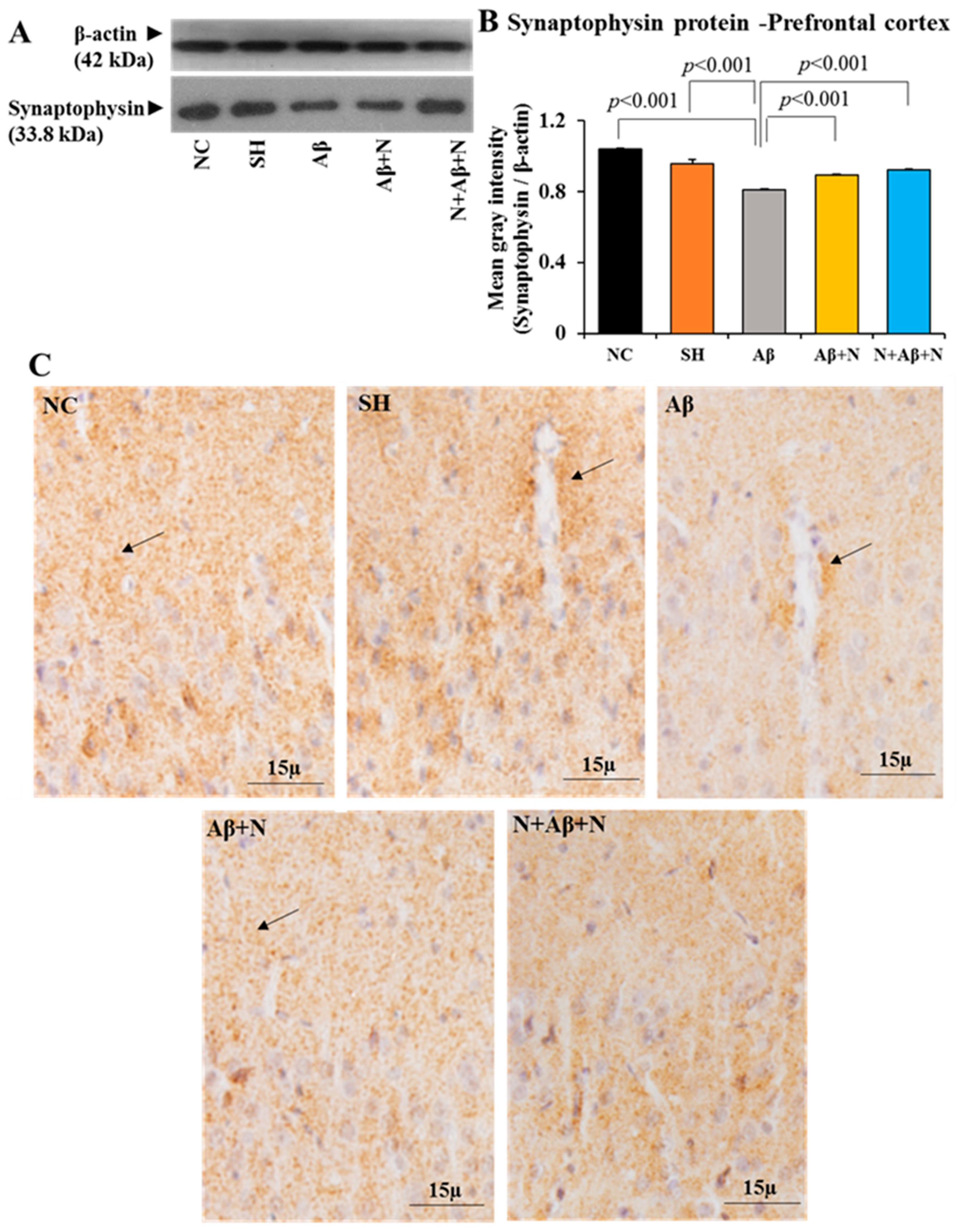 Ijms 24 12733 g007 Ijms 24 12733 g007