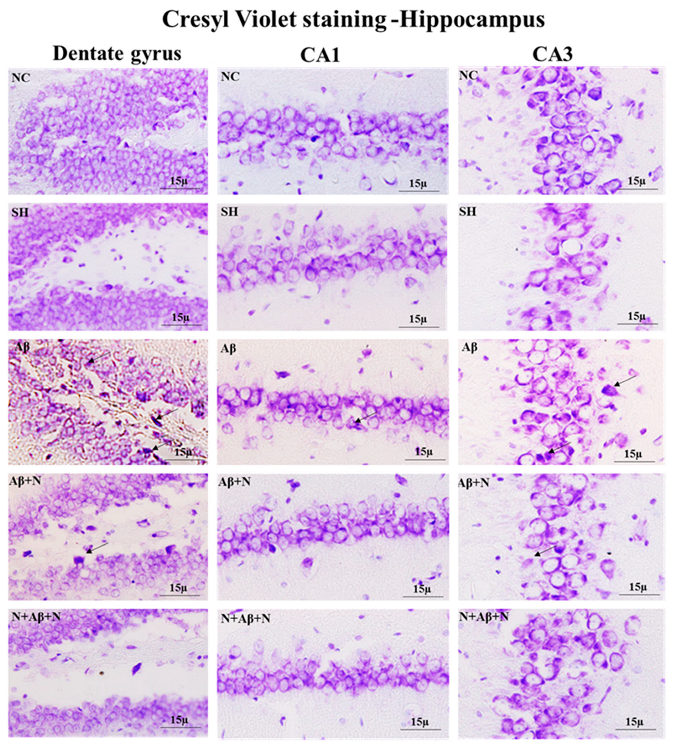 Ijms 24 12733 g012 Ijms 24 12733 g012