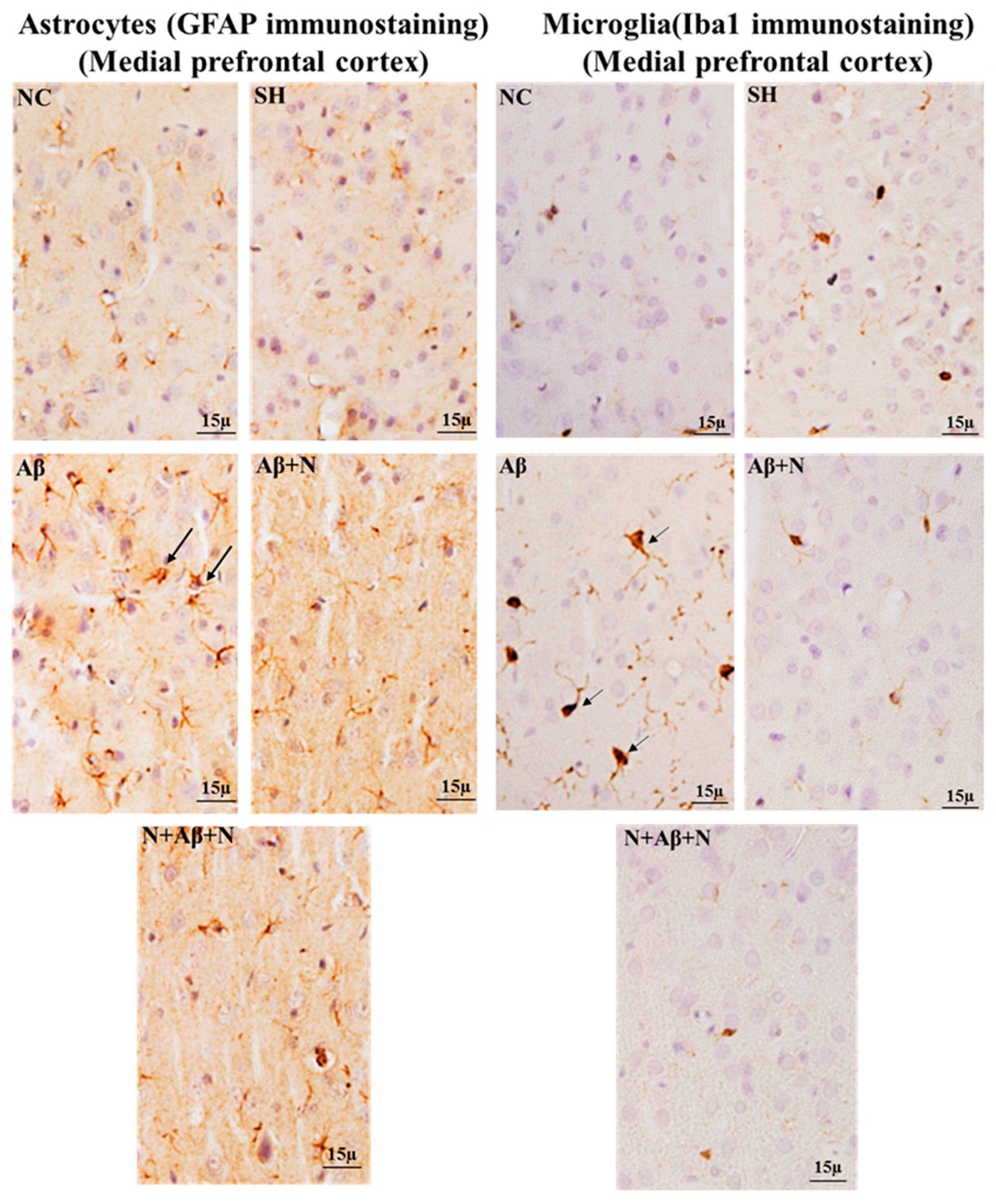 Ijms 24 12733 g017 Ijms 24 12733 g017