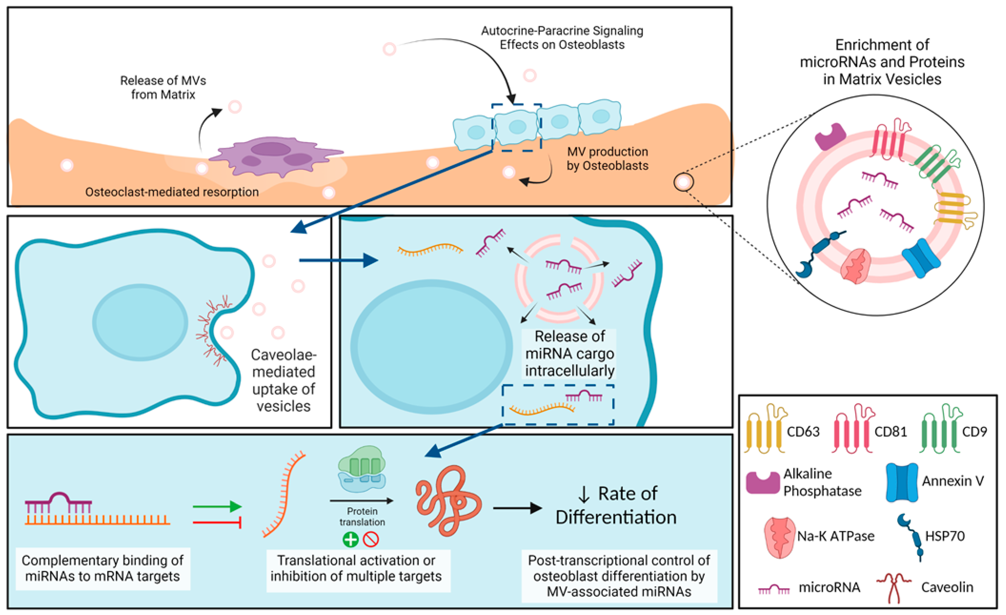 Ijms 24 12770 g008 Ijms 24 12770 g008