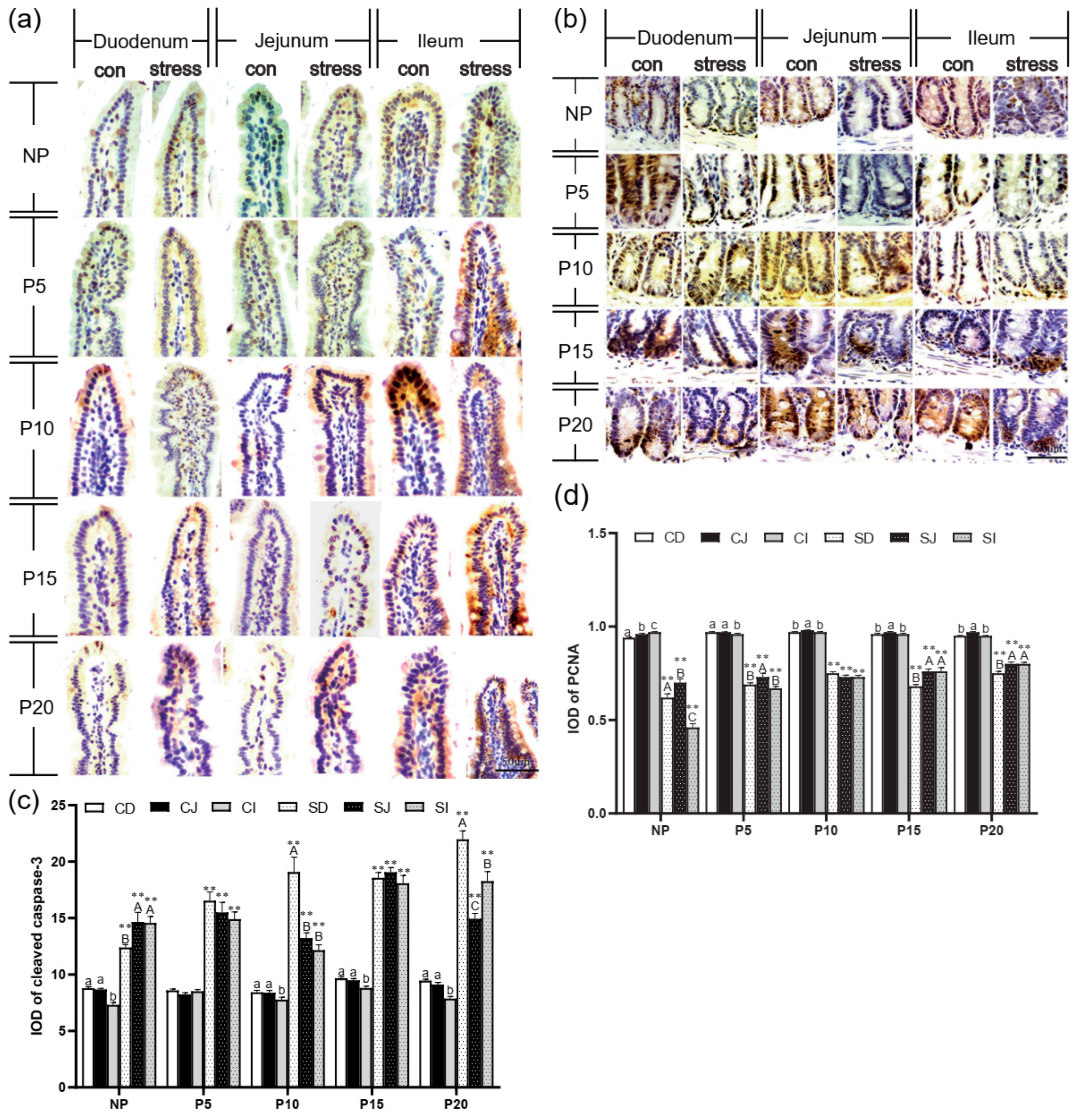 Ijms 24 12822 g003 Ijms 24 12822 g003