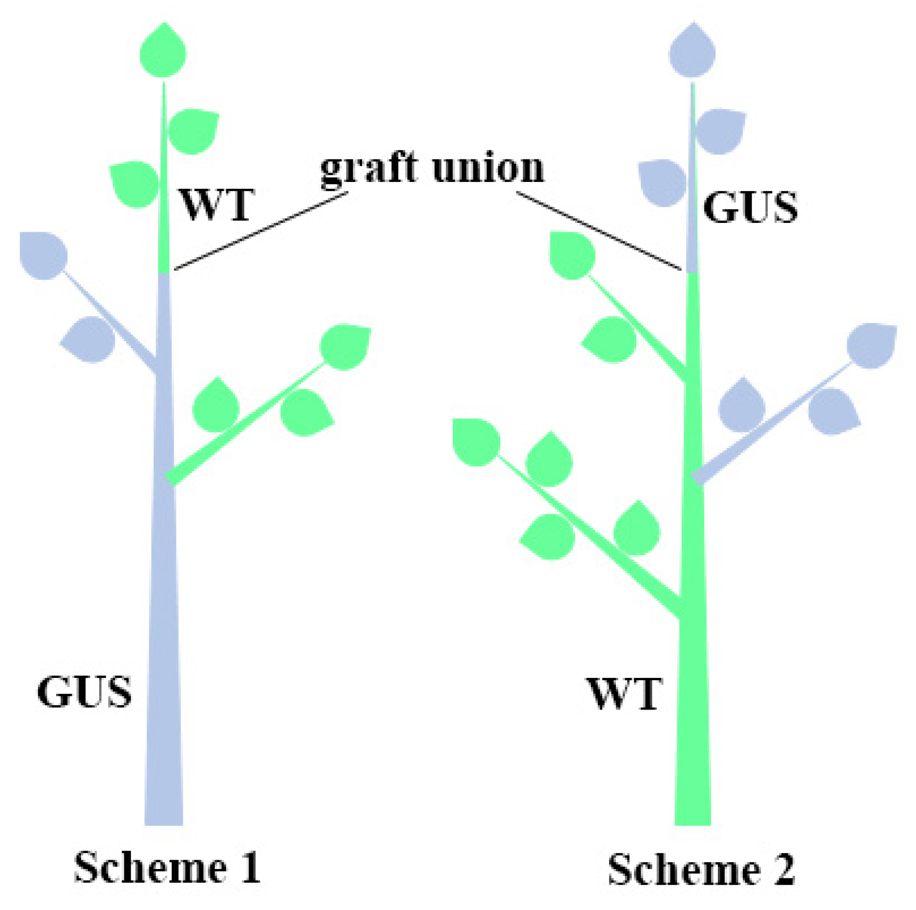 Ijms 24 12883 g007