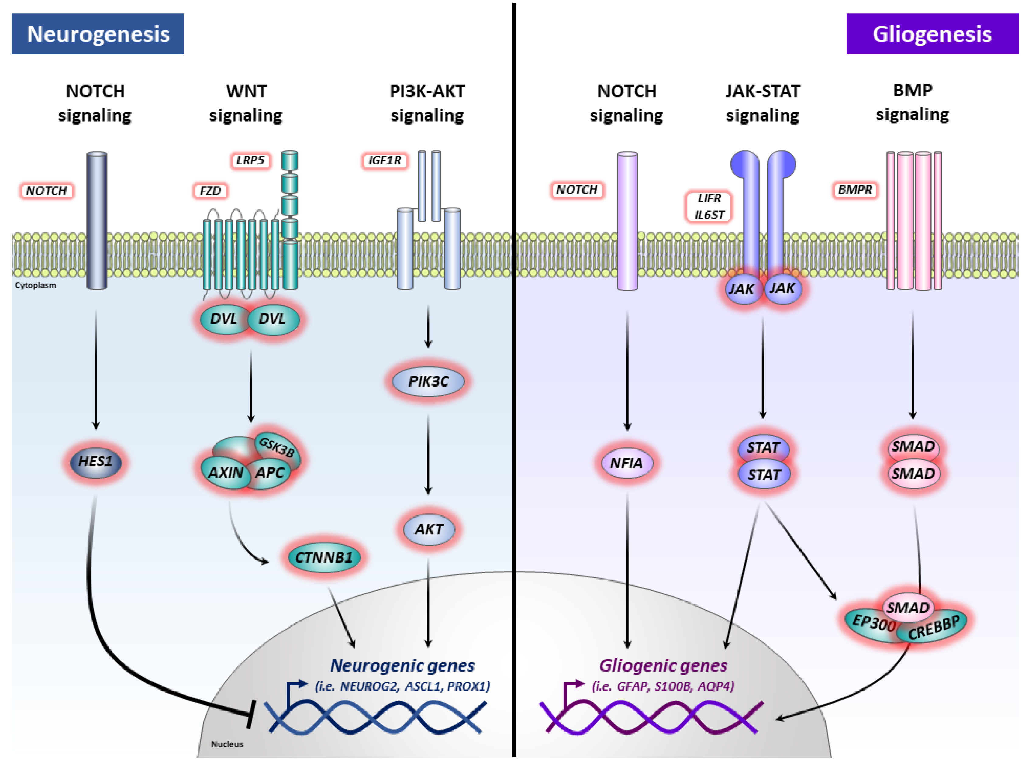 Ijms 24 12964 g006 Ijms 24 12964 g006