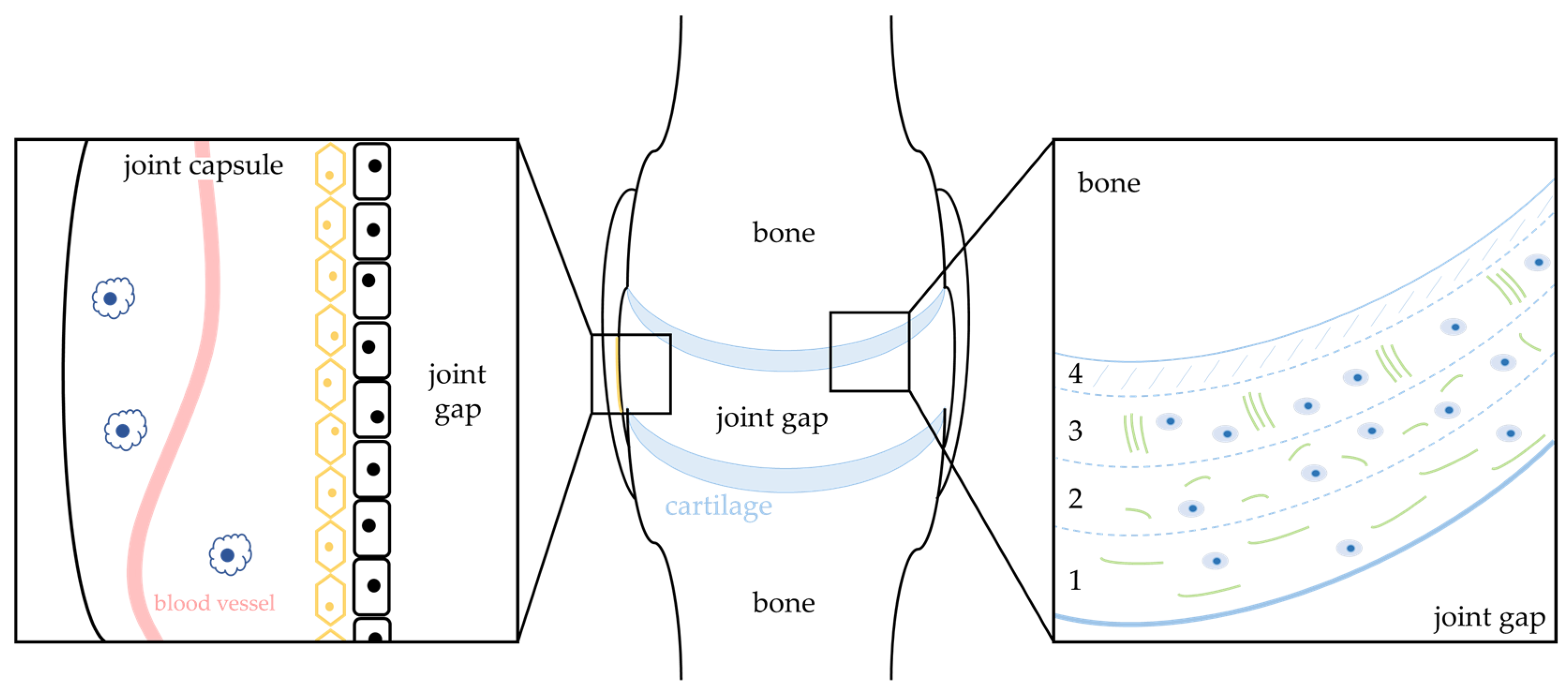 Ijms 24 13028 g001 Ijms 24 13028 g001