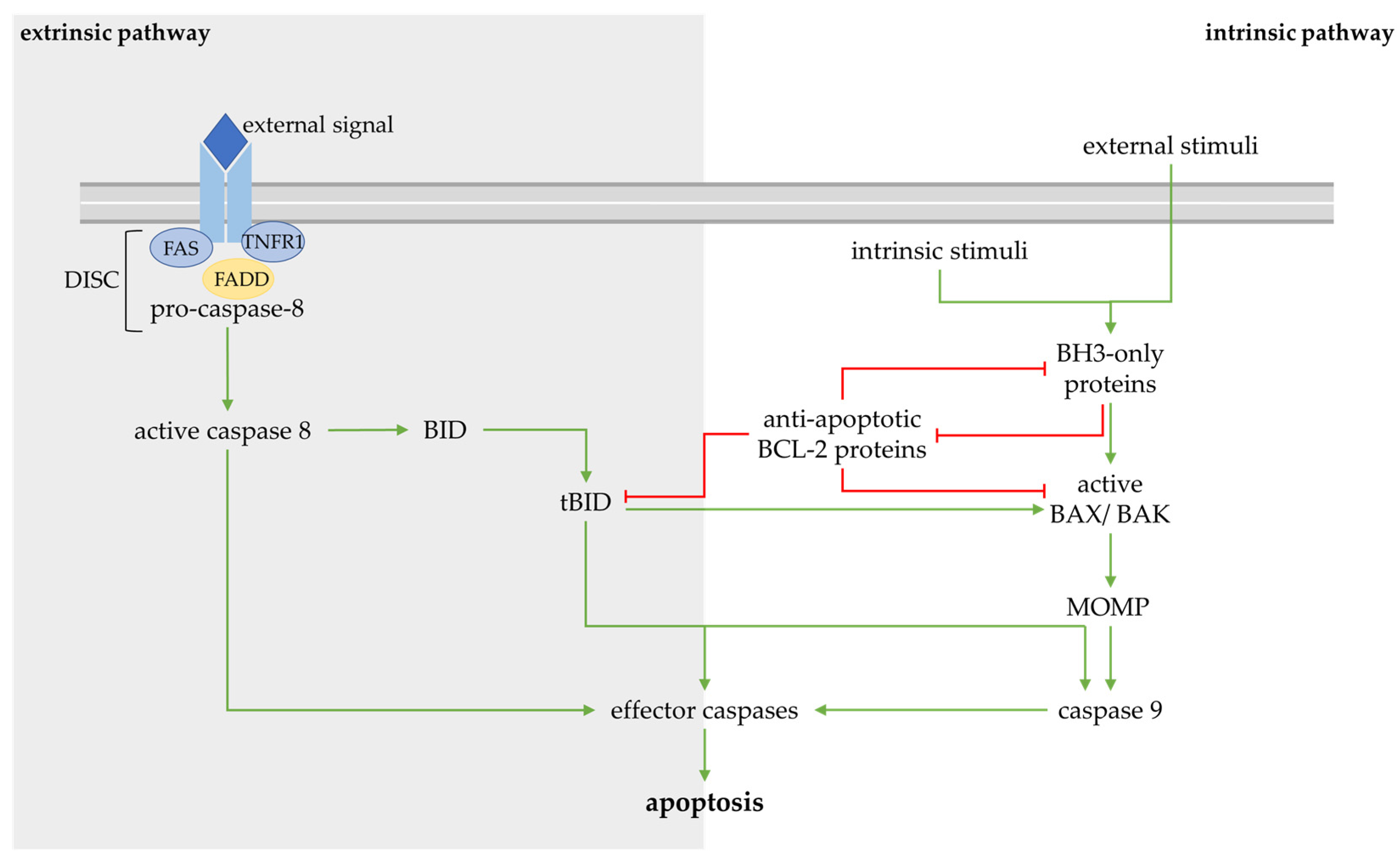 Ijms 24 13028 g002 Ijms 24 13028 g002