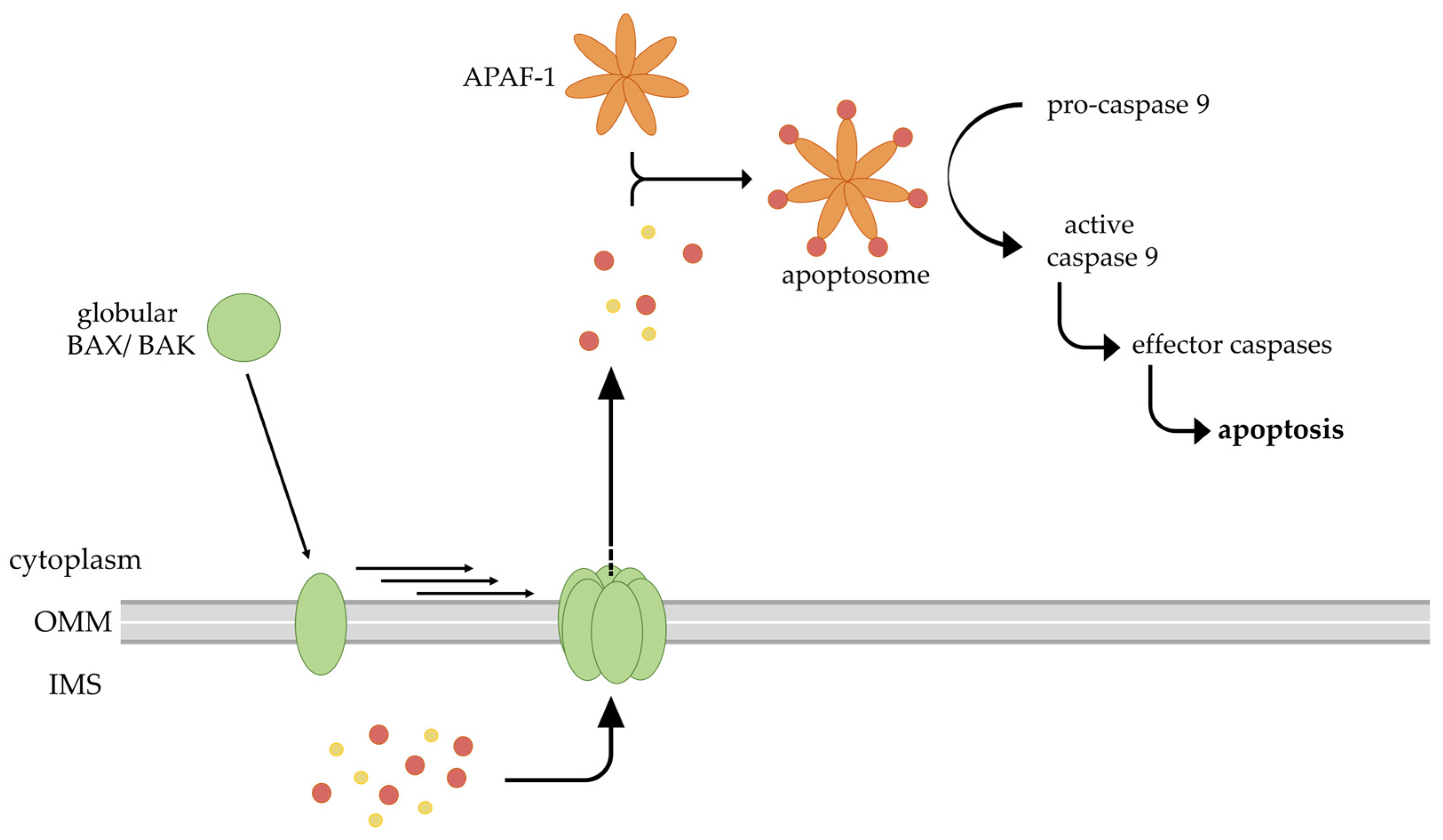 Ijms 24 13028 g003 Ijms 24 13028 g003