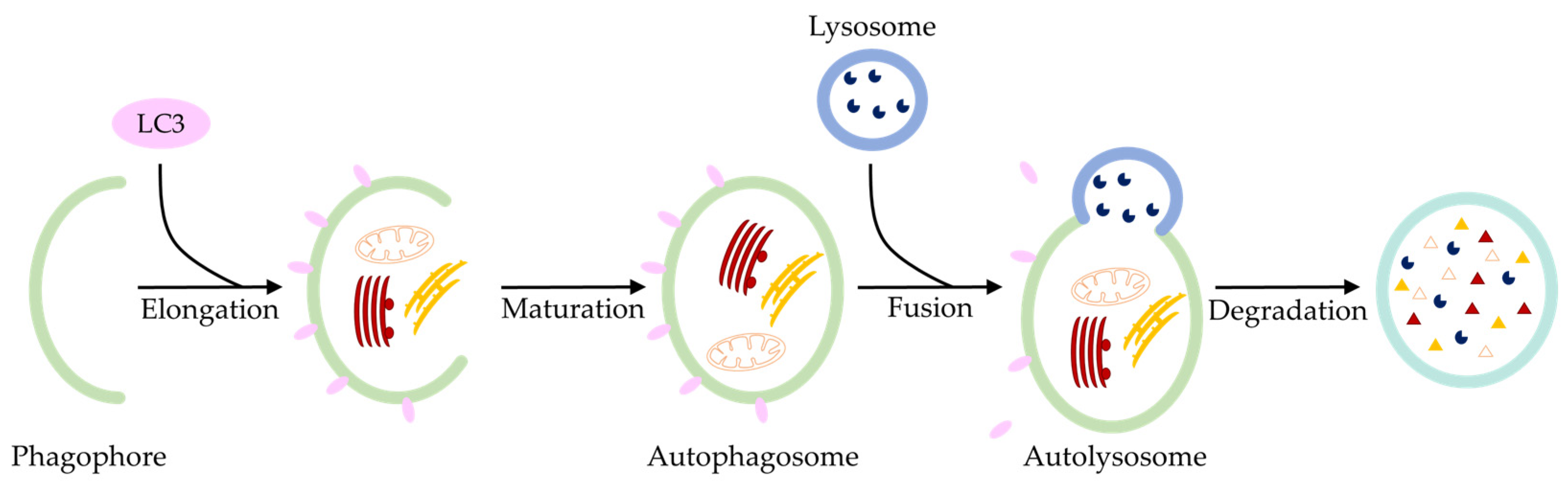 Ijms 24 13028 g004 Ijms 24 13028 g004