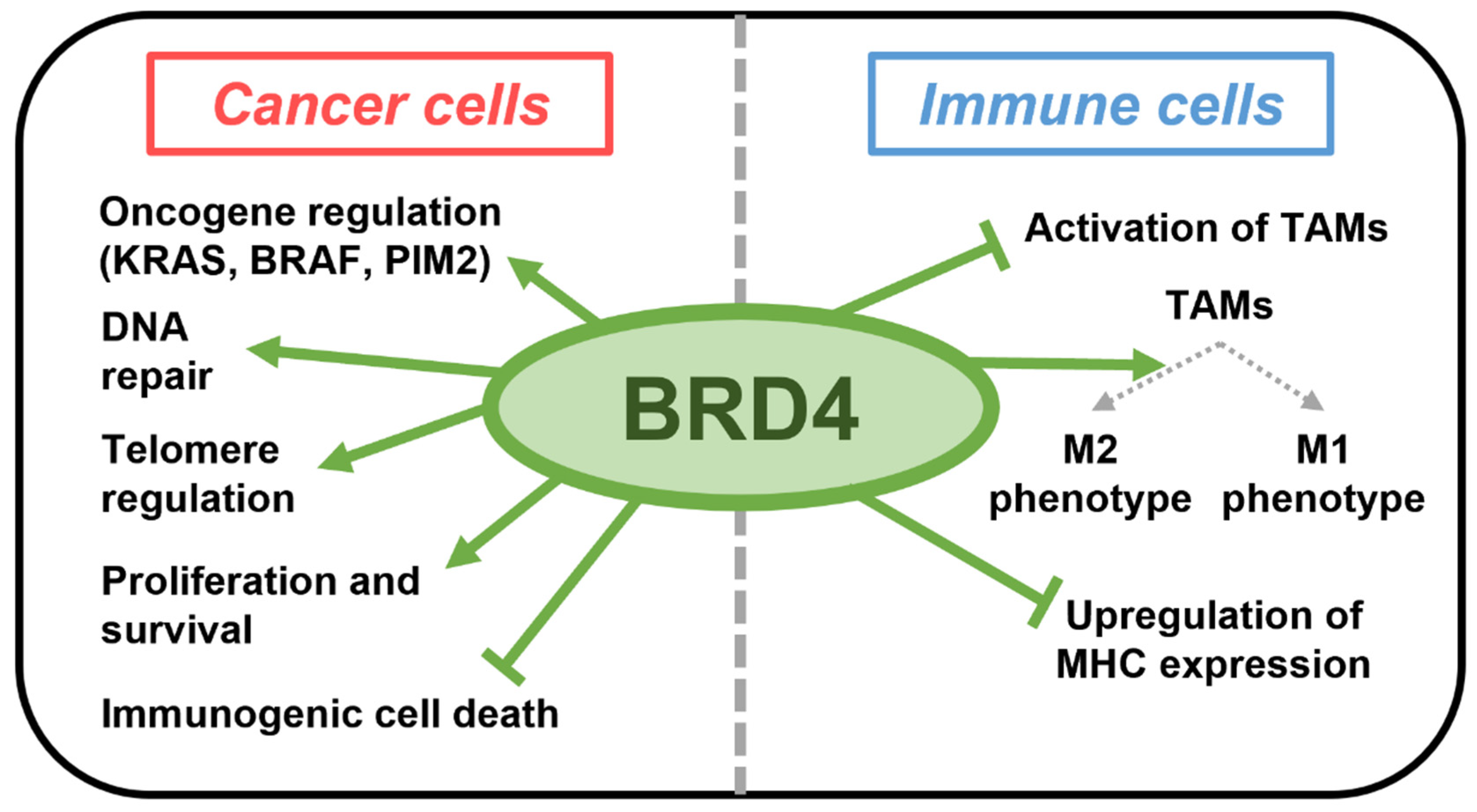 Ijms 24 13062 g001 Ijms 24 13062 g001