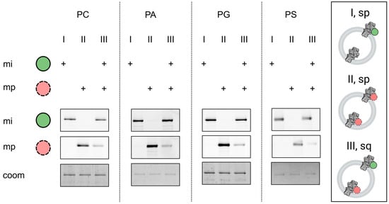 Ijms 24 13106 g0a2 Ijms 24 13106 g0a2