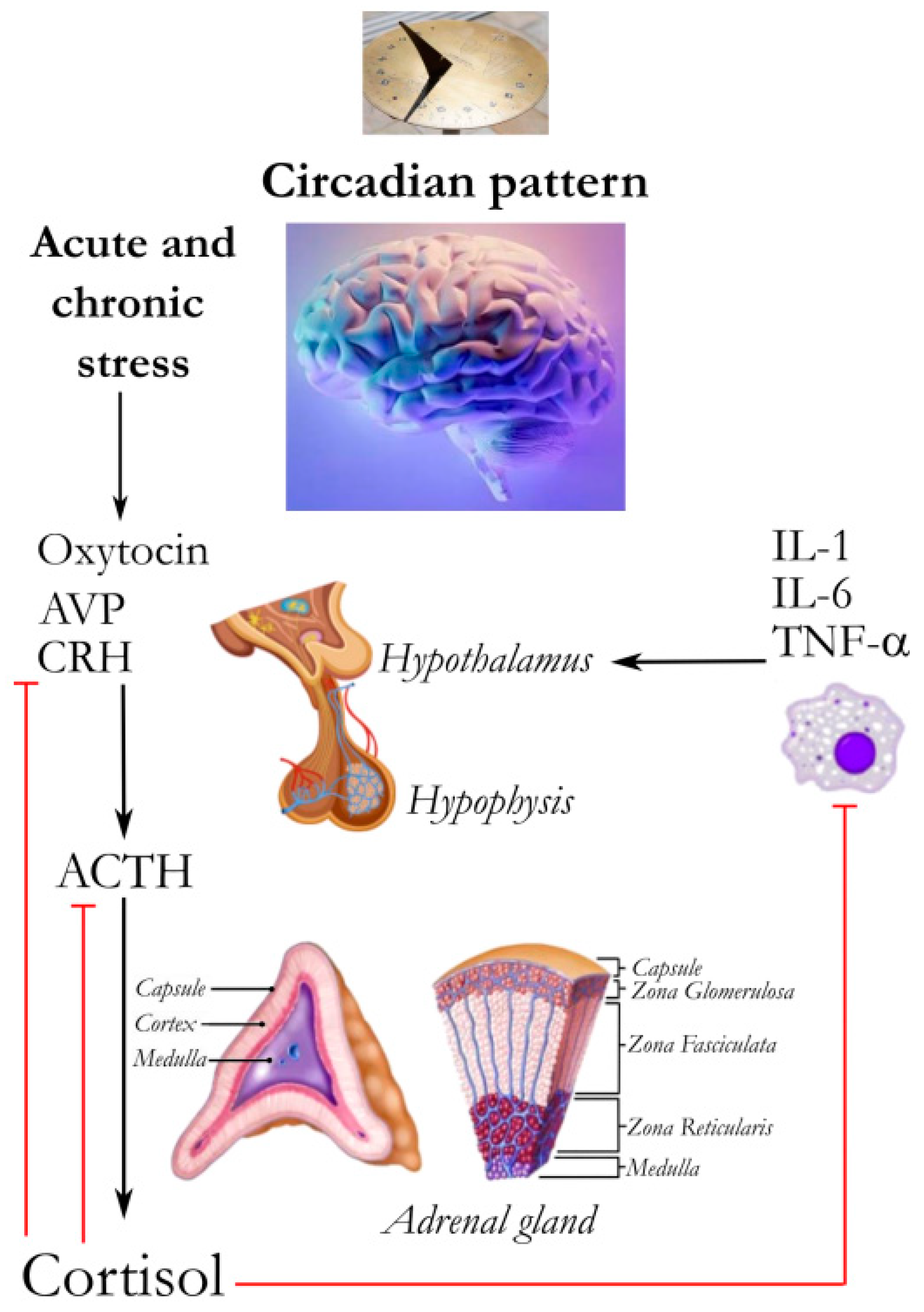 Ijms 24 13192 g001 Ijms 24 13192 g001