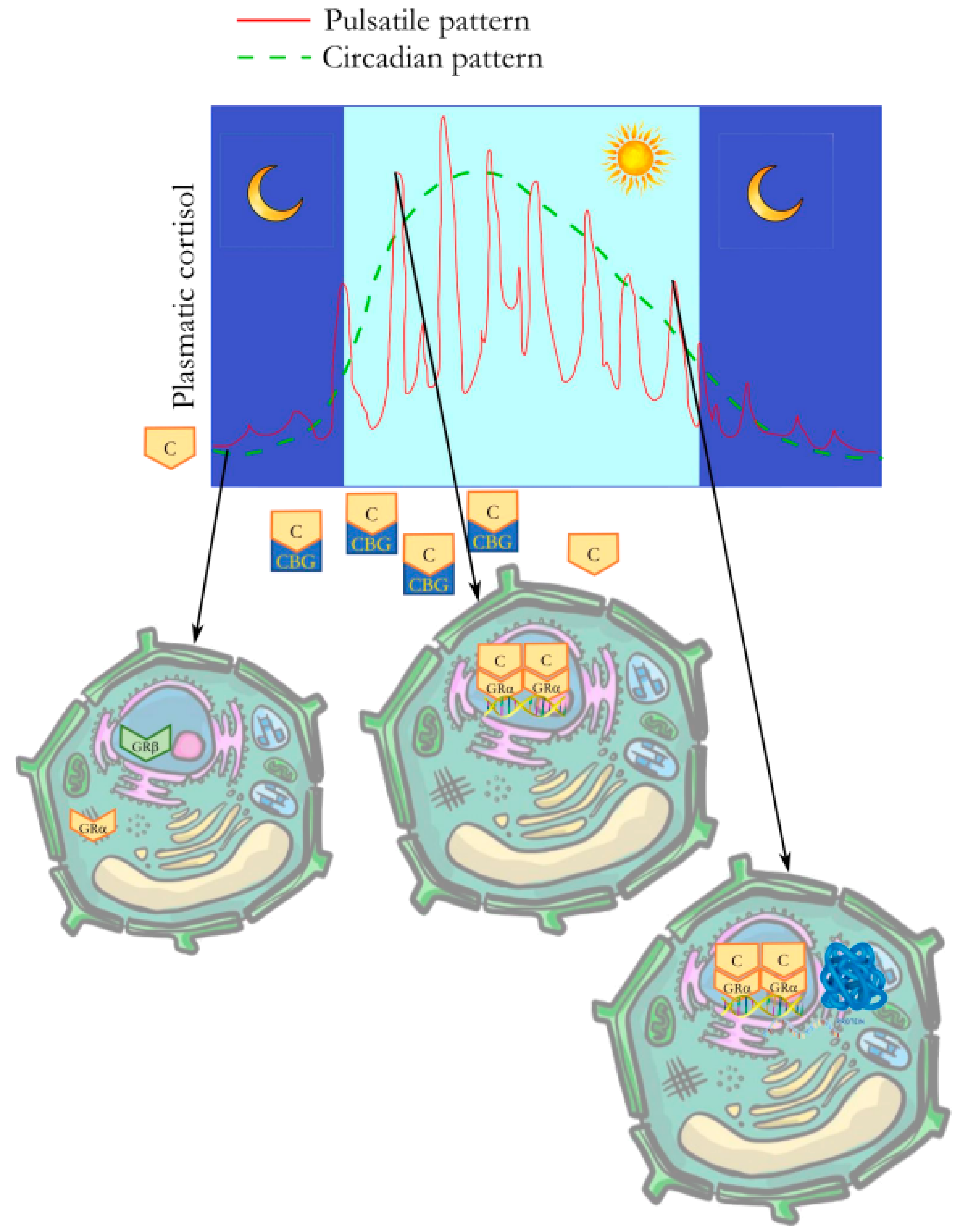 Ijms 24 13192 g002 Ijms 24 13192 g002