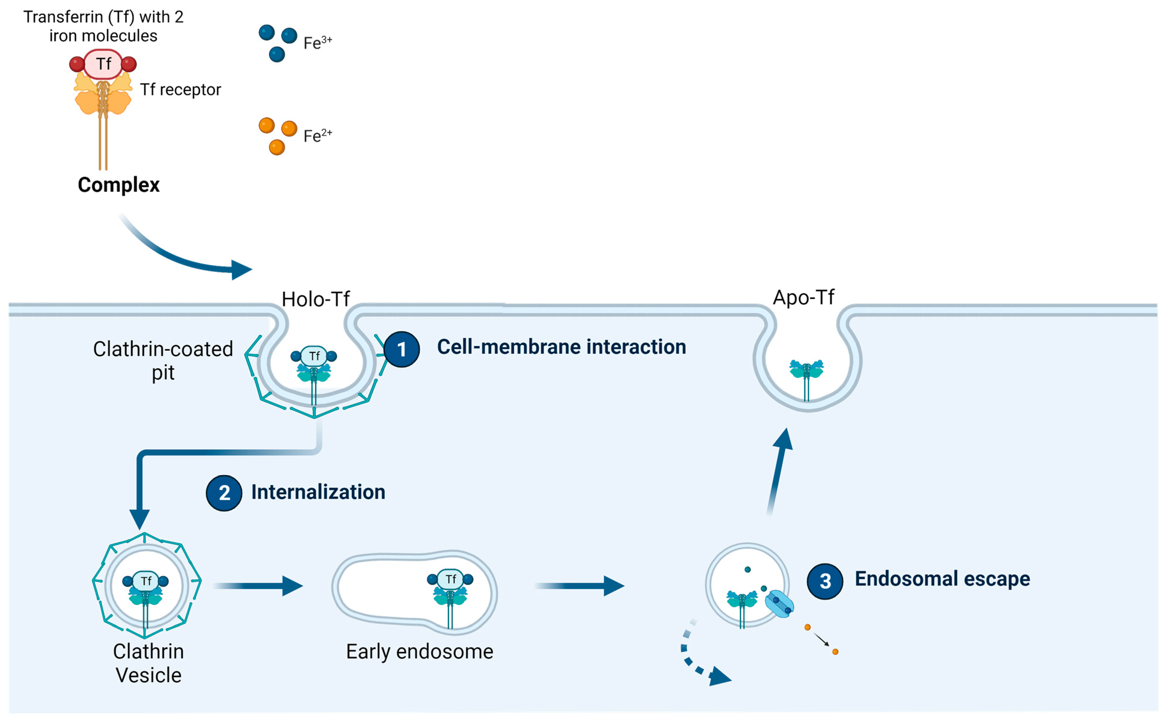 Ijms 24 13262 g003 Ijms 24 13262 g003
