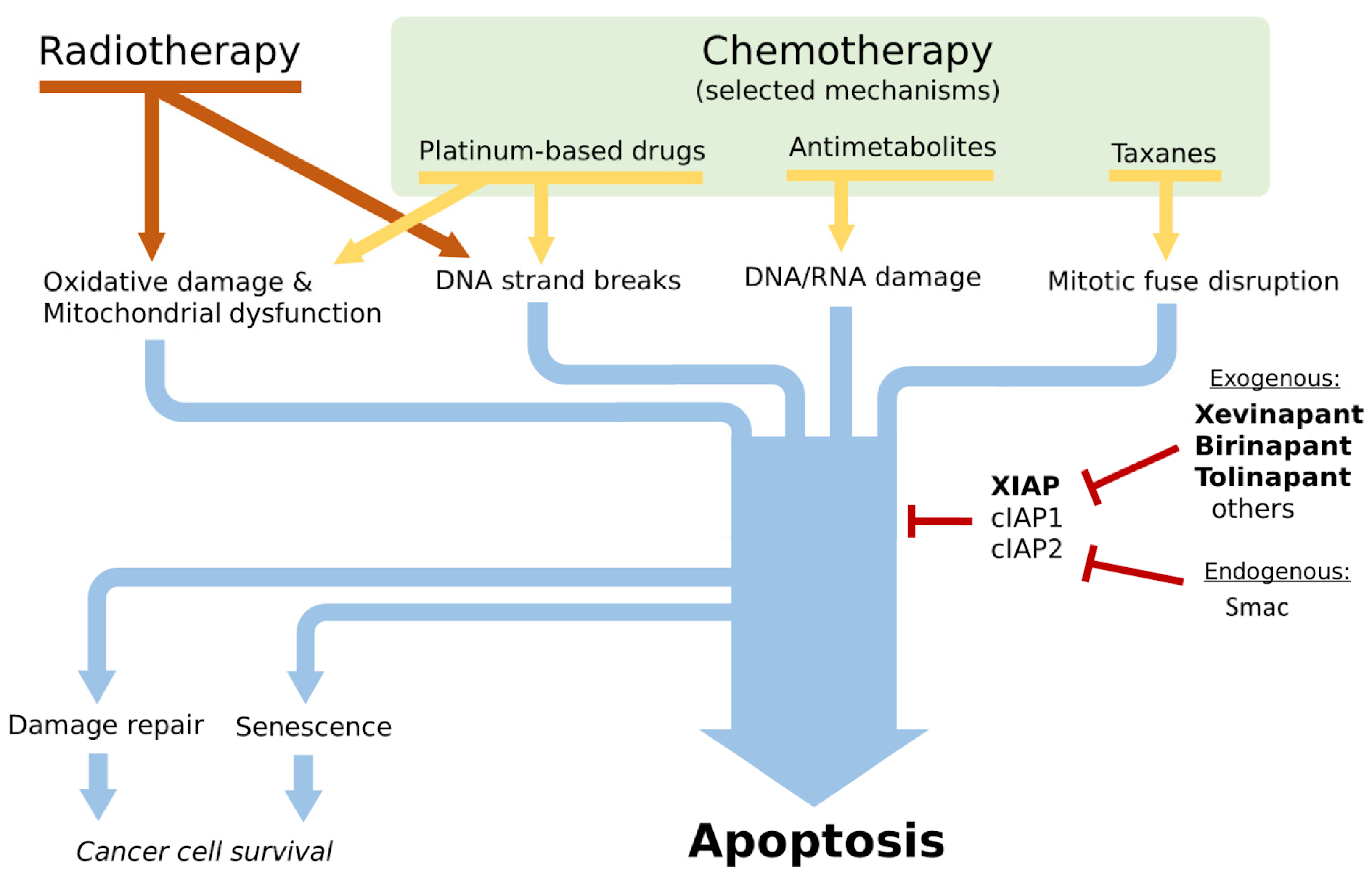 Ijms 24 13385 g001 Ijms 24 13385 g001