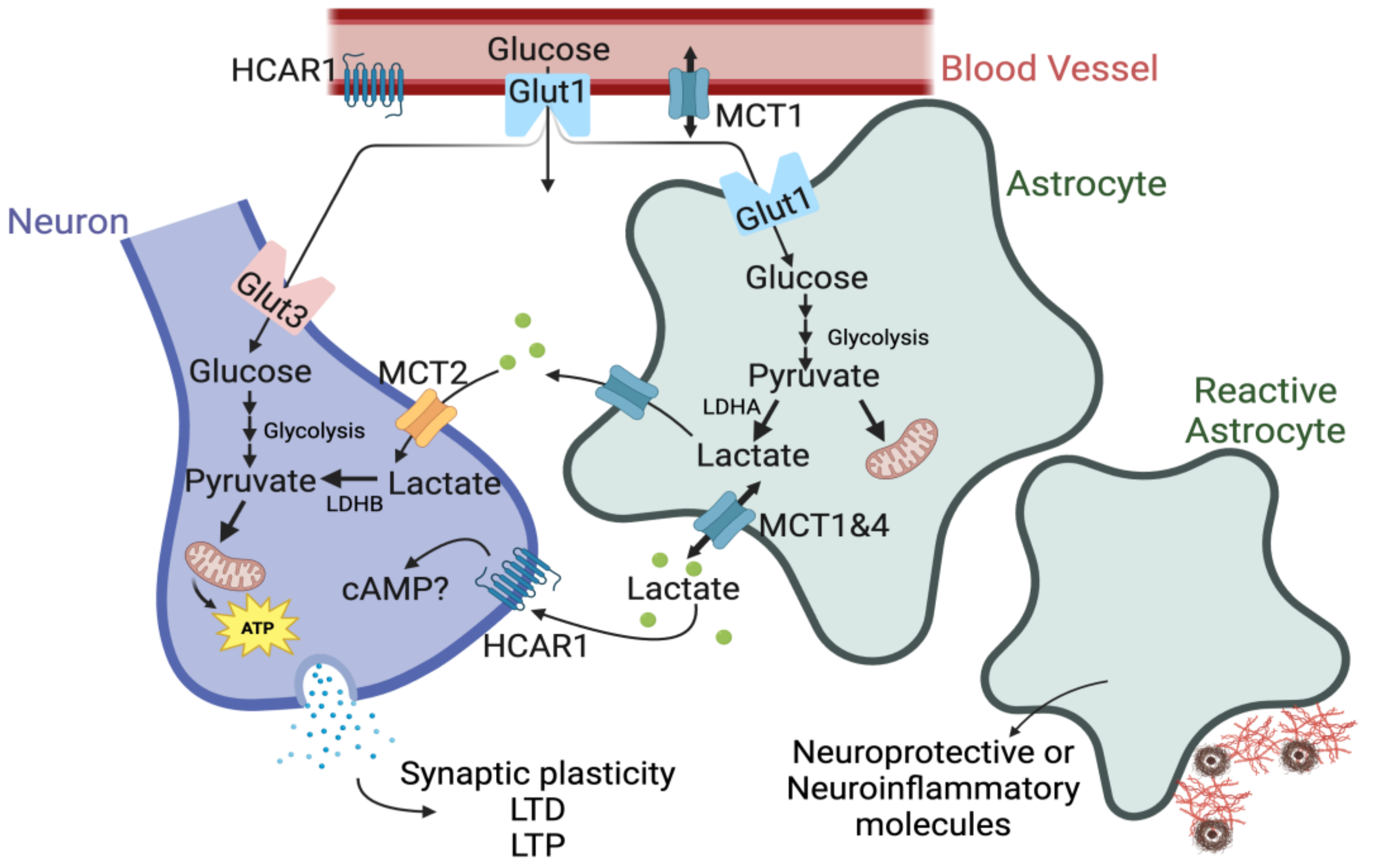 Lactate Metabolism, Signaling, and Function in Brain Development ...