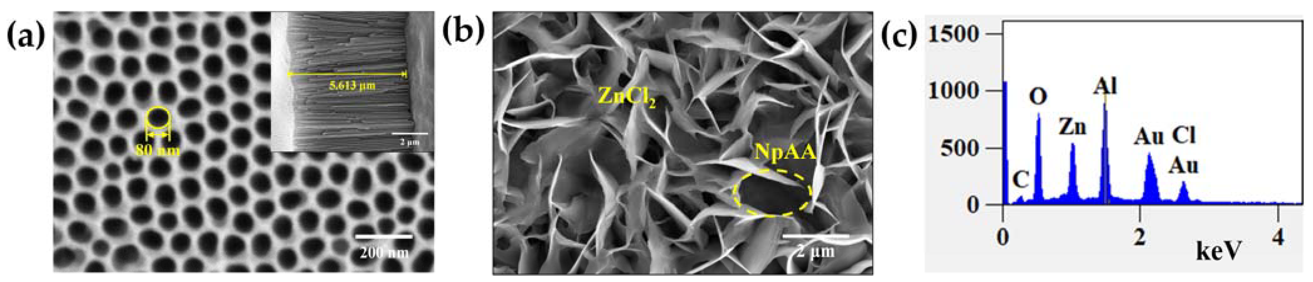 Ijms 24 13517 g003 Ijms 24 13517 g003