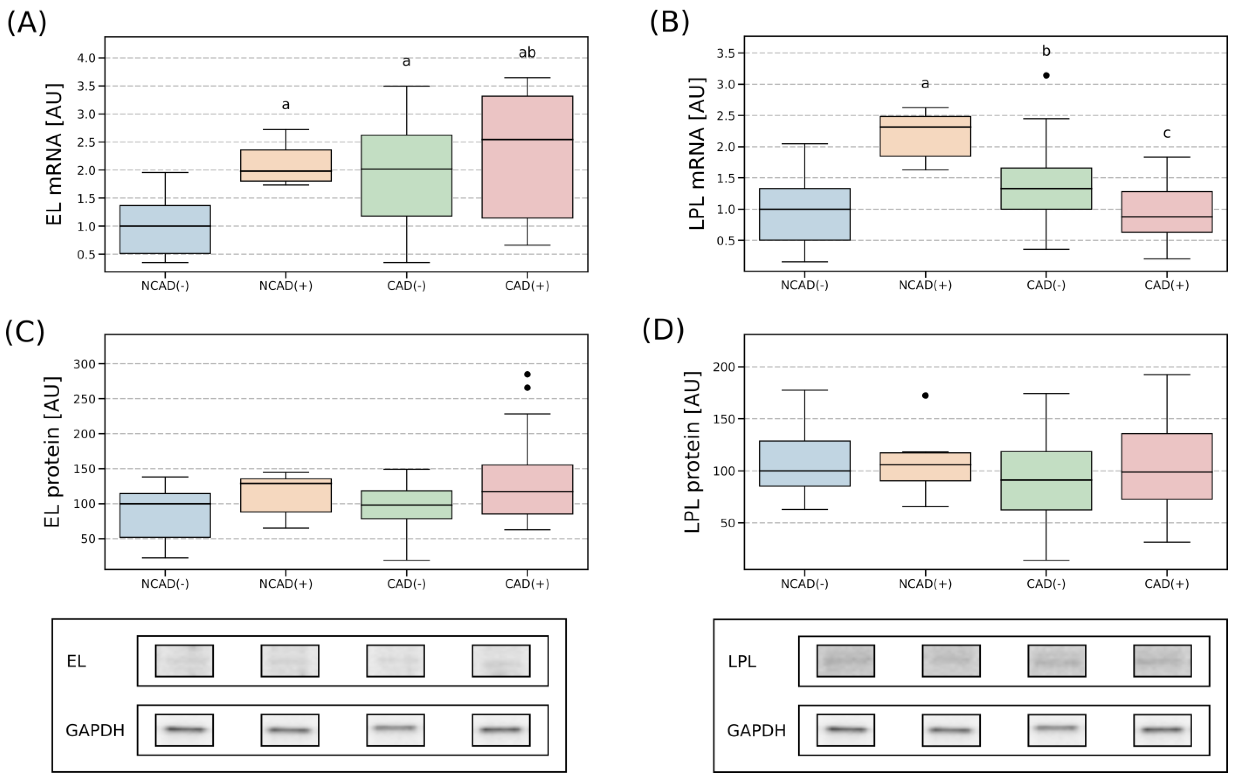 Ijms 24 13552 g005 Ijms 24 13552 g005