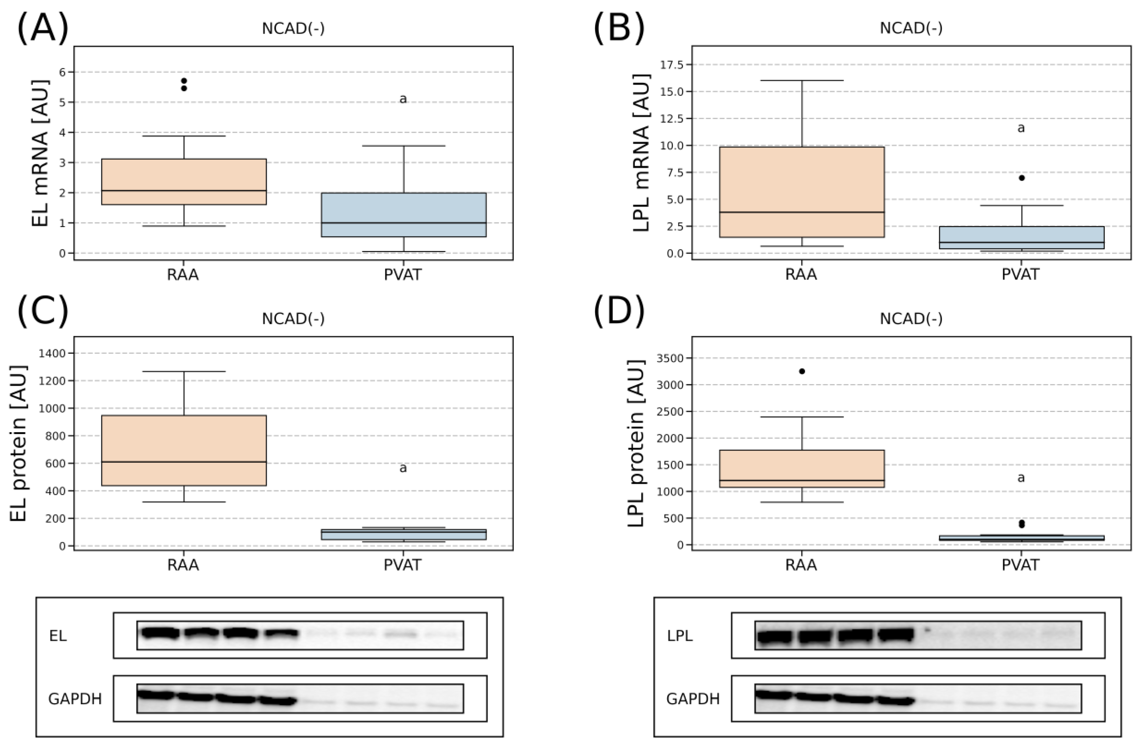 Ijms 24 13552 g006 Ijms 24 13552 g006