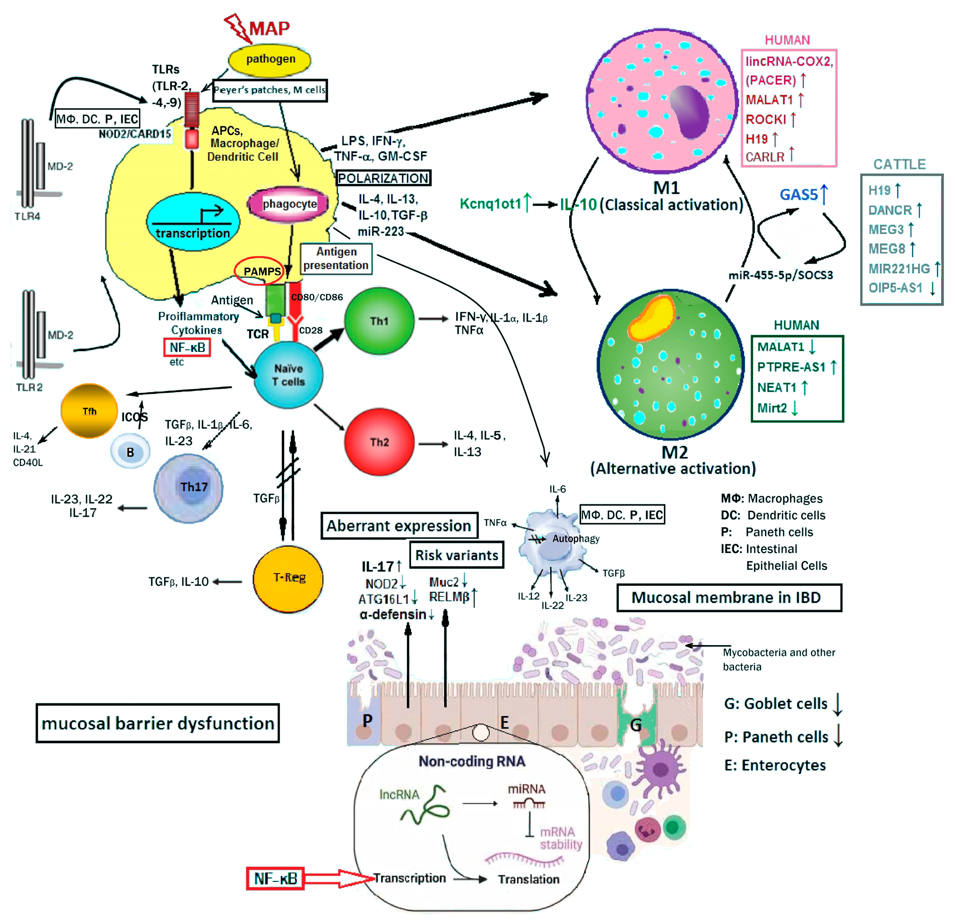 Ijms 24 13566 g002 Ijms 24 13566 g002