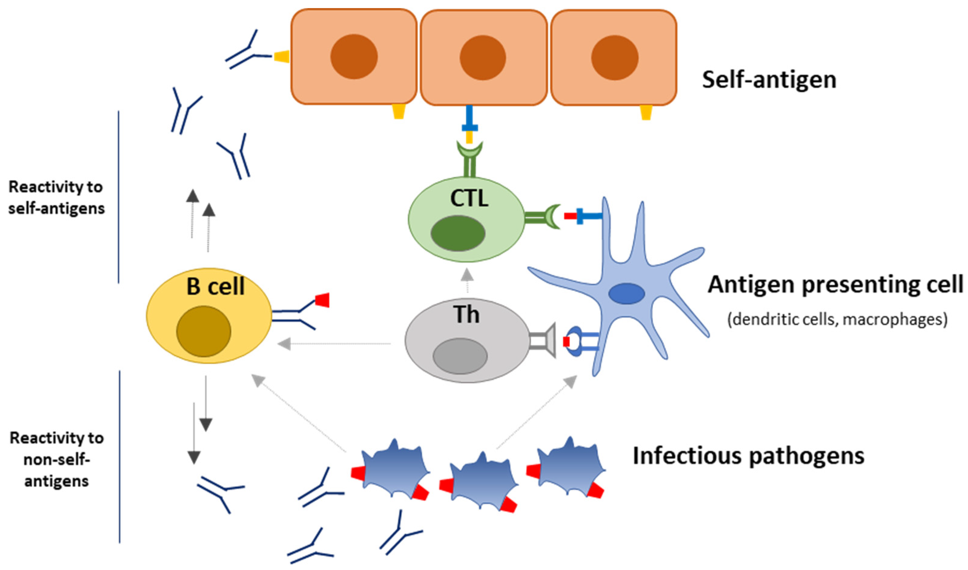 Ijms 24 13609 g002 Ijms 24 13609 g002
