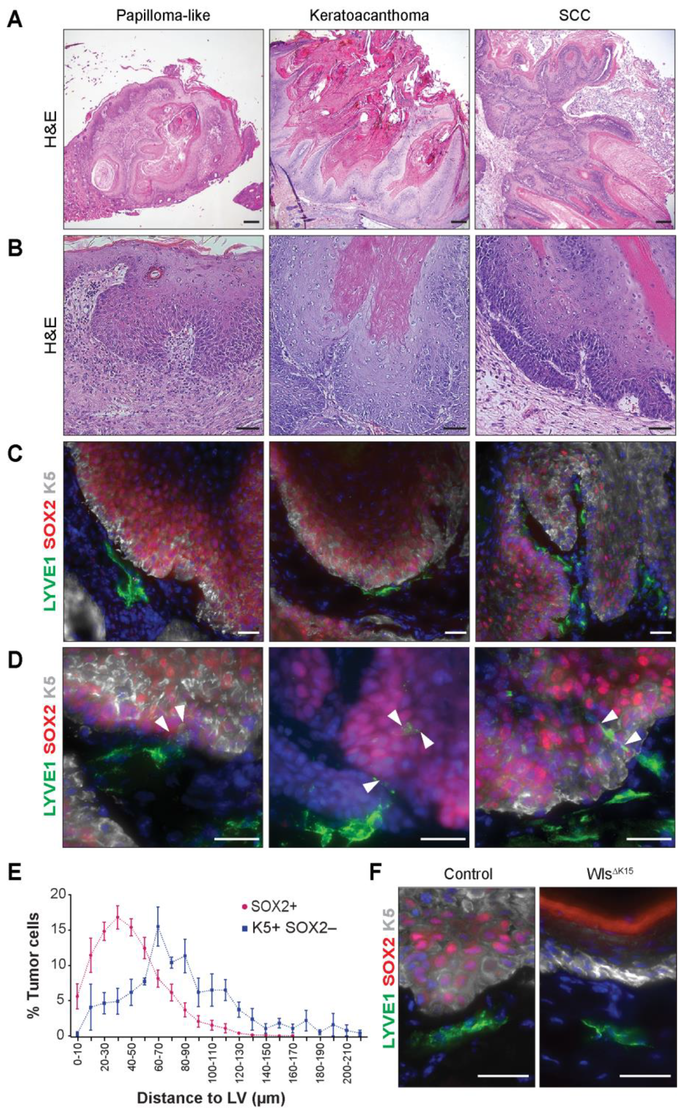 Ijms 24 13615 g001 Ijms 24 13615 g001