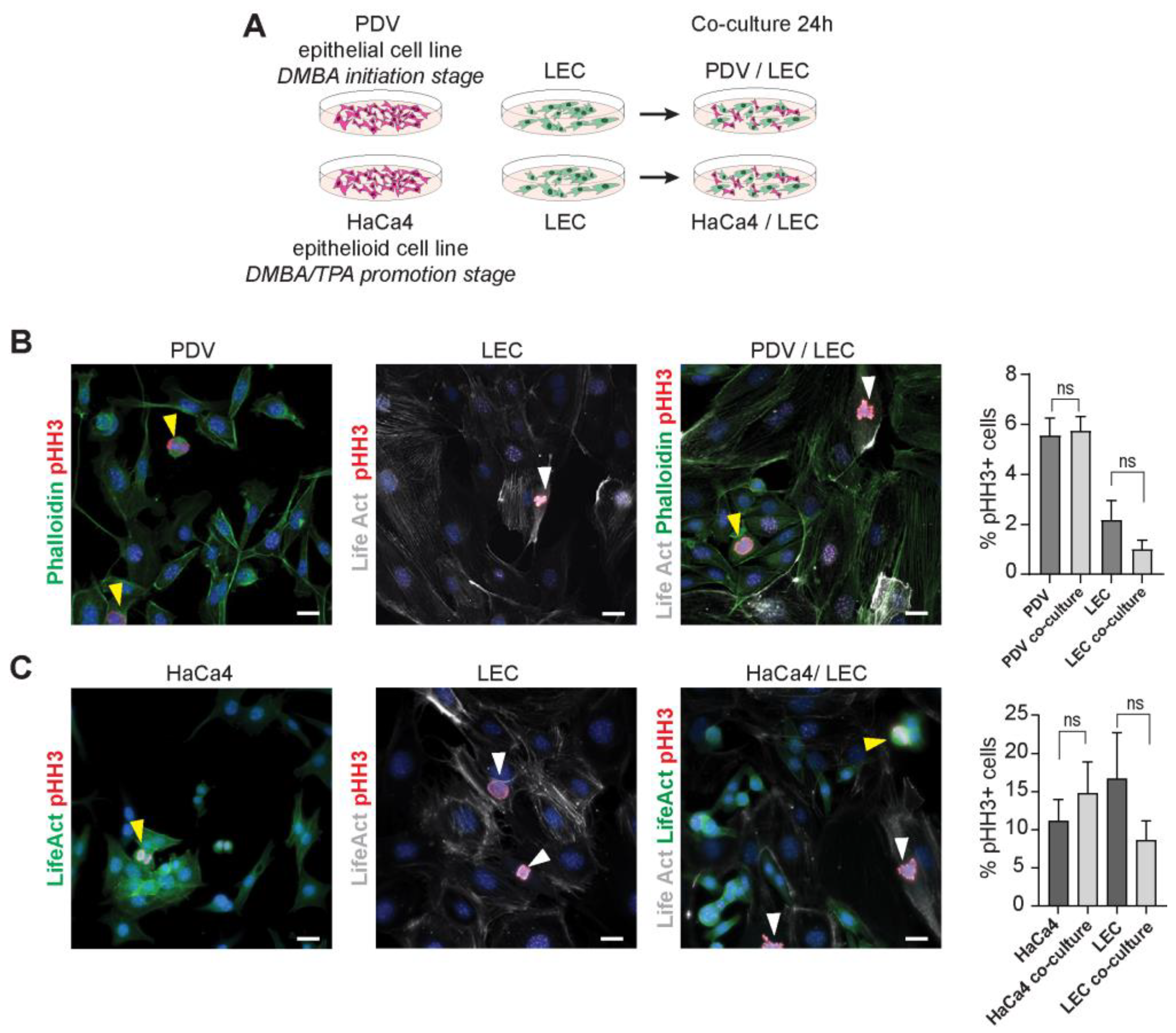 Ijms 24 13615 g002 Ijms 24 13615 g002