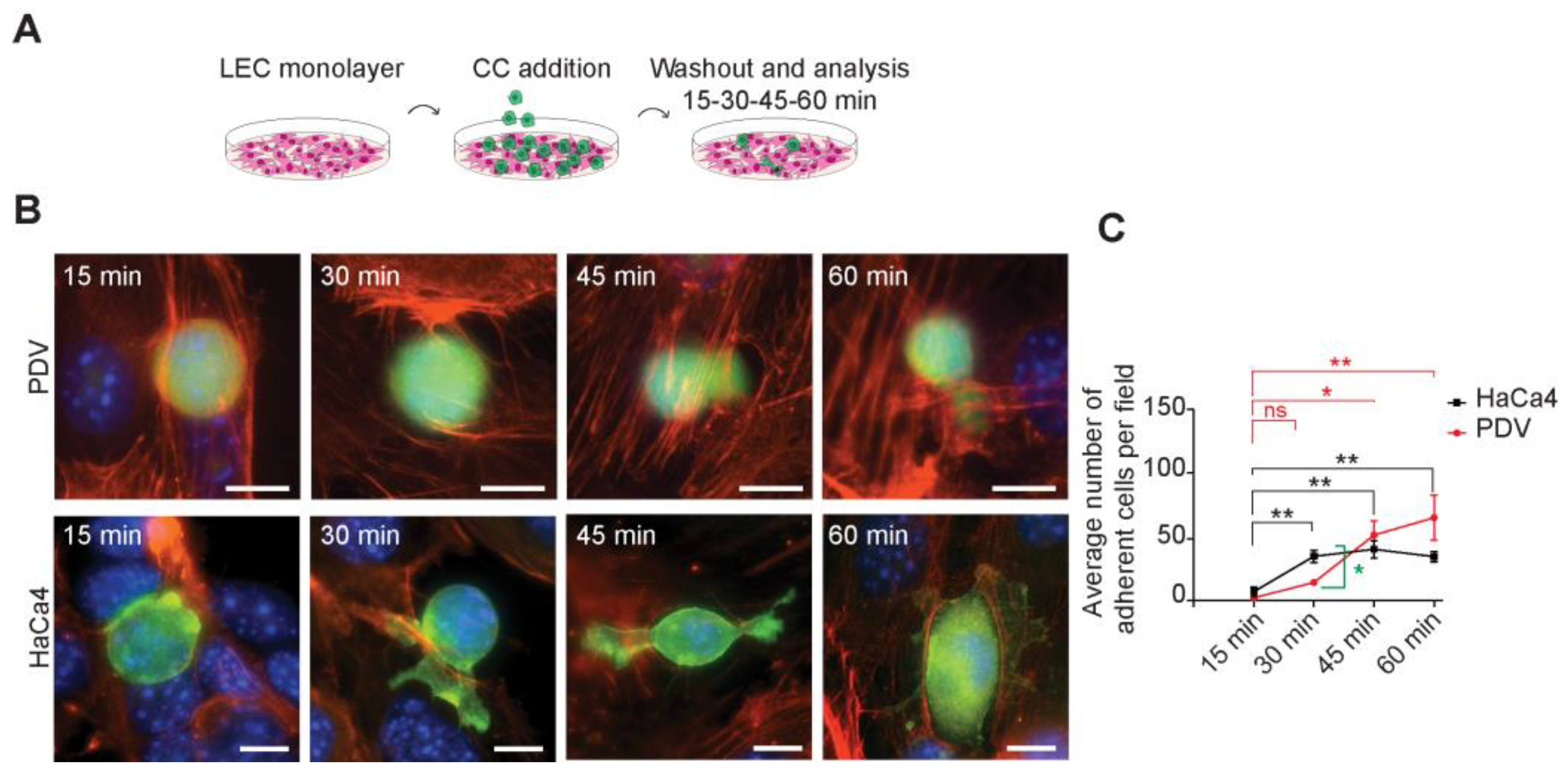 Ijms 24 13615 g004 Ijms 24 13615 g004