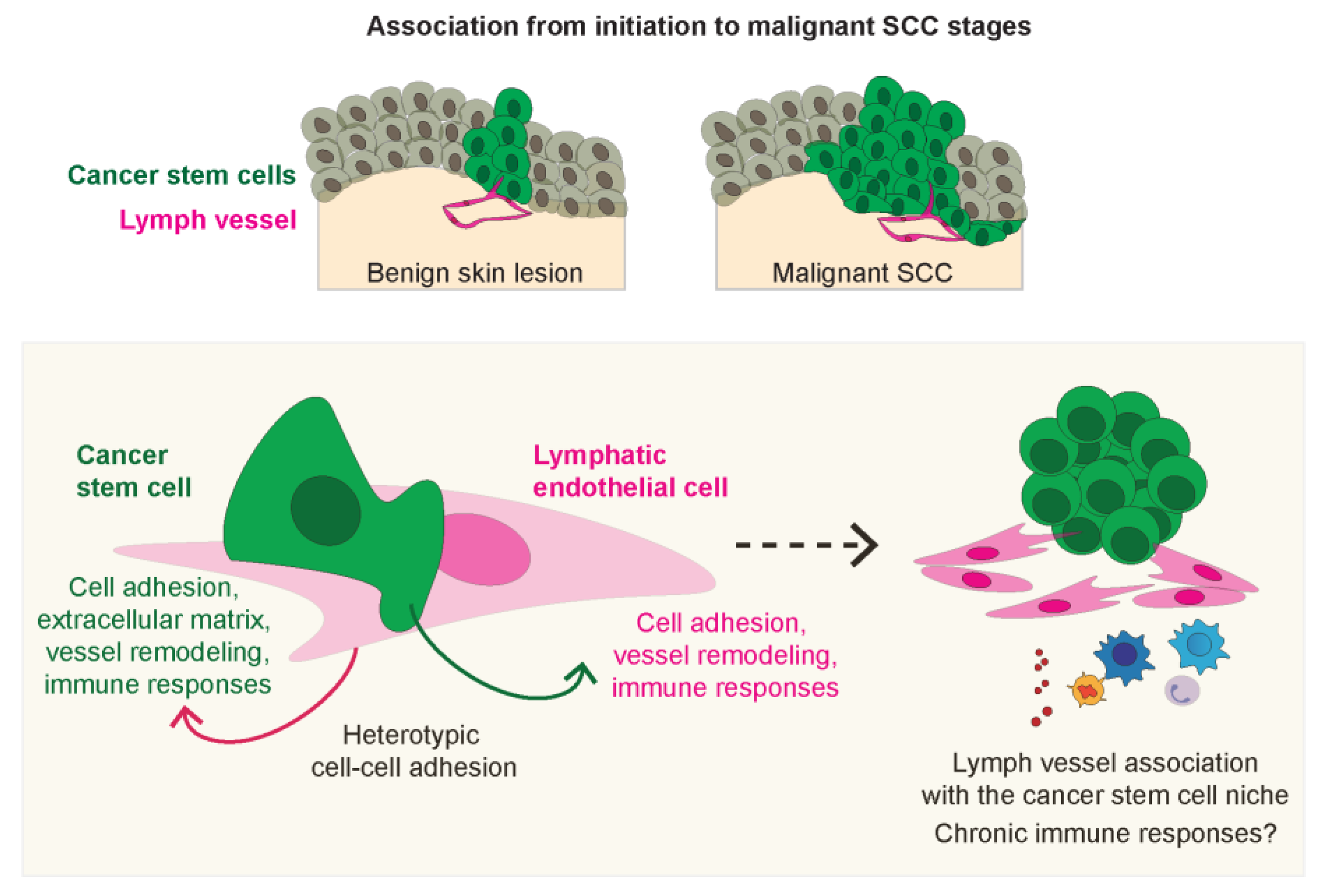 Ijms 24 13615 g007 Ijms 24 13615 g007