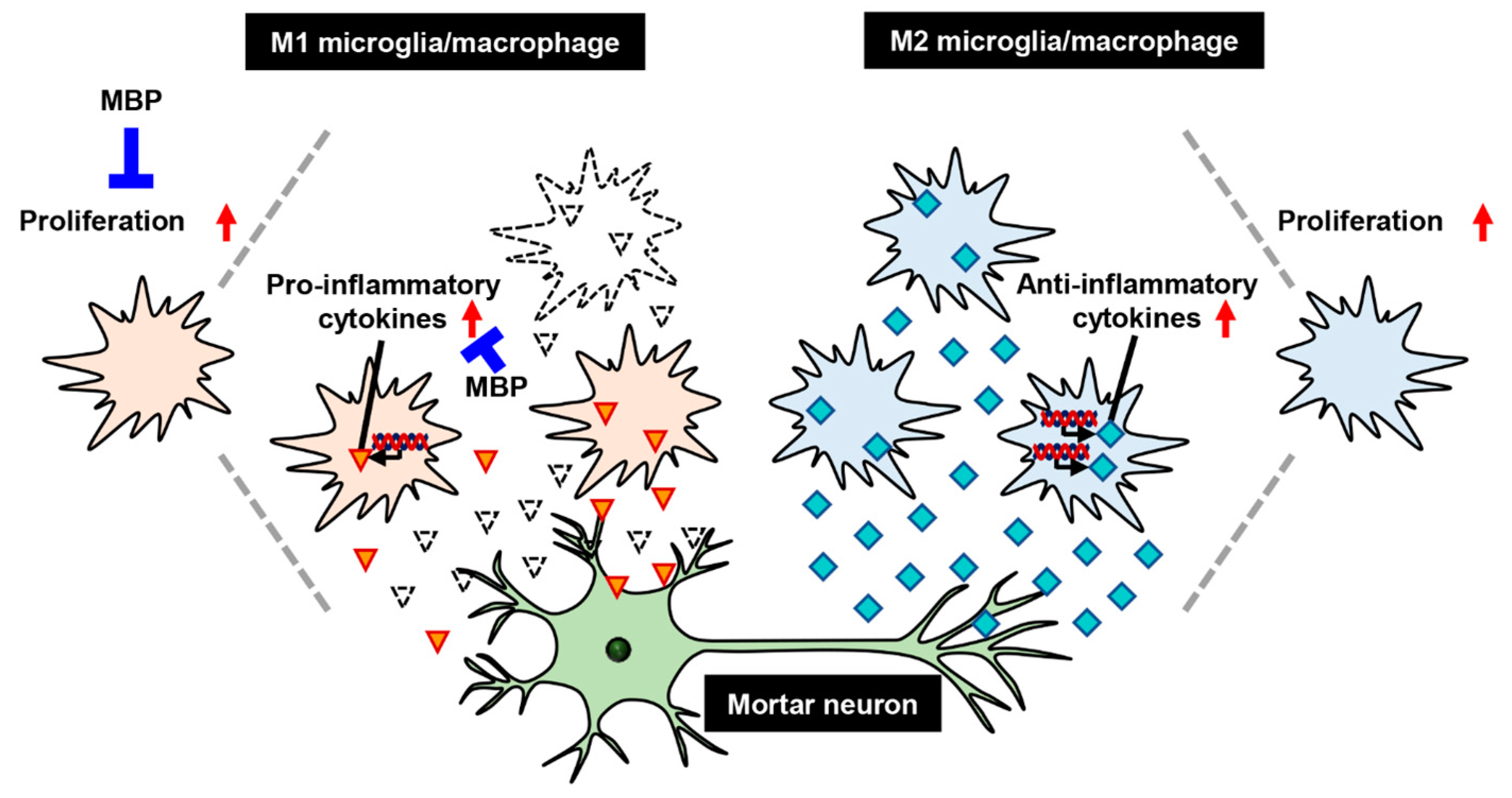 Ijms 24 13698 g006 Ijms 24 13698 g006
