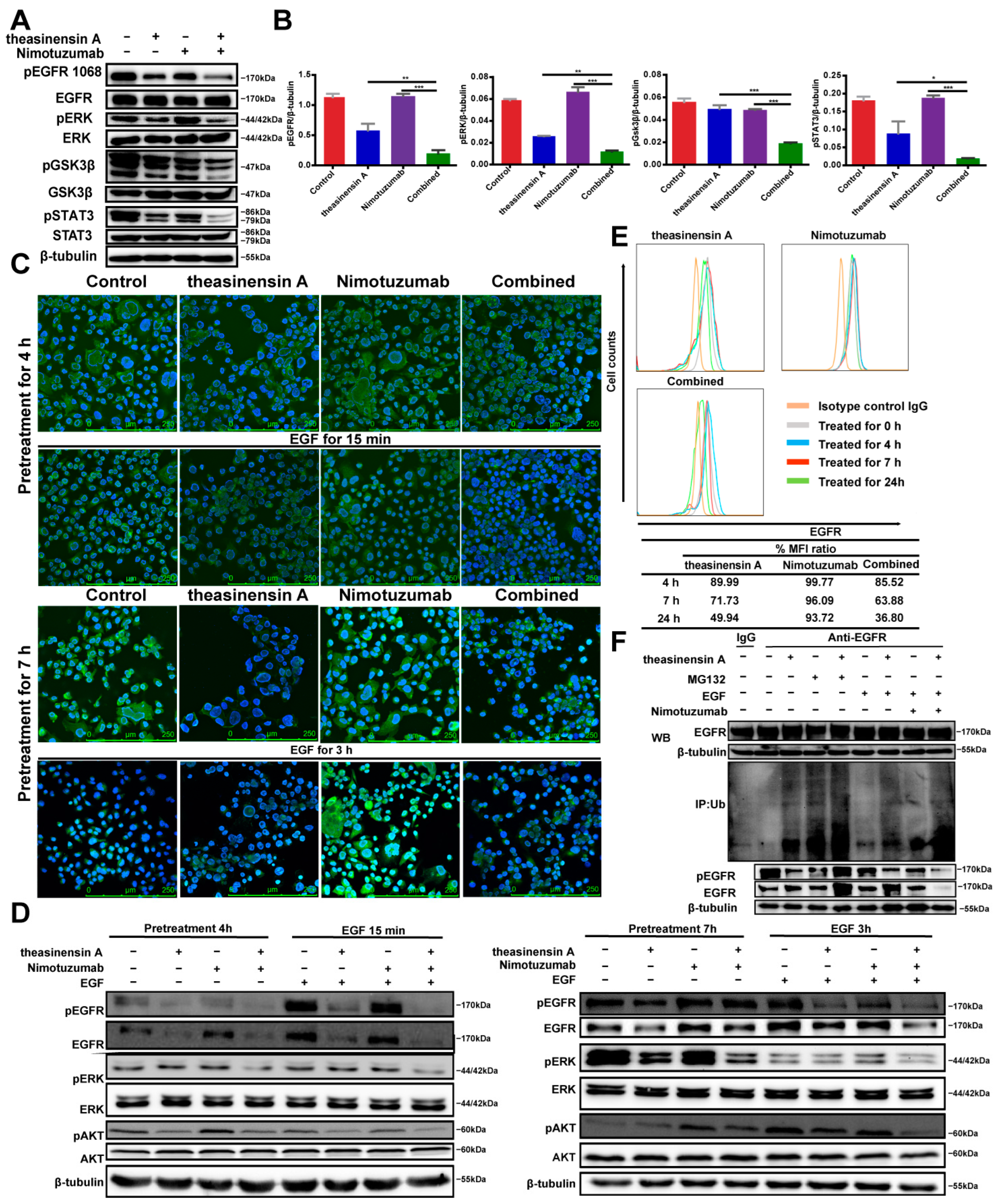 An EGCG Derivative in Combination with Nimotuzumab for the Treatment of ...