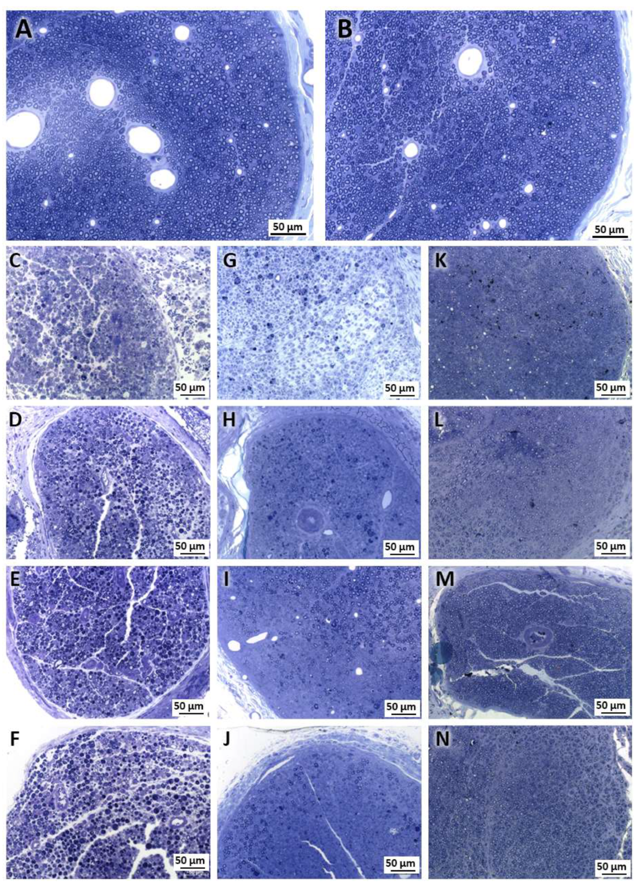 Ijms 24 14031 g001 Ijms 24 14031 g001