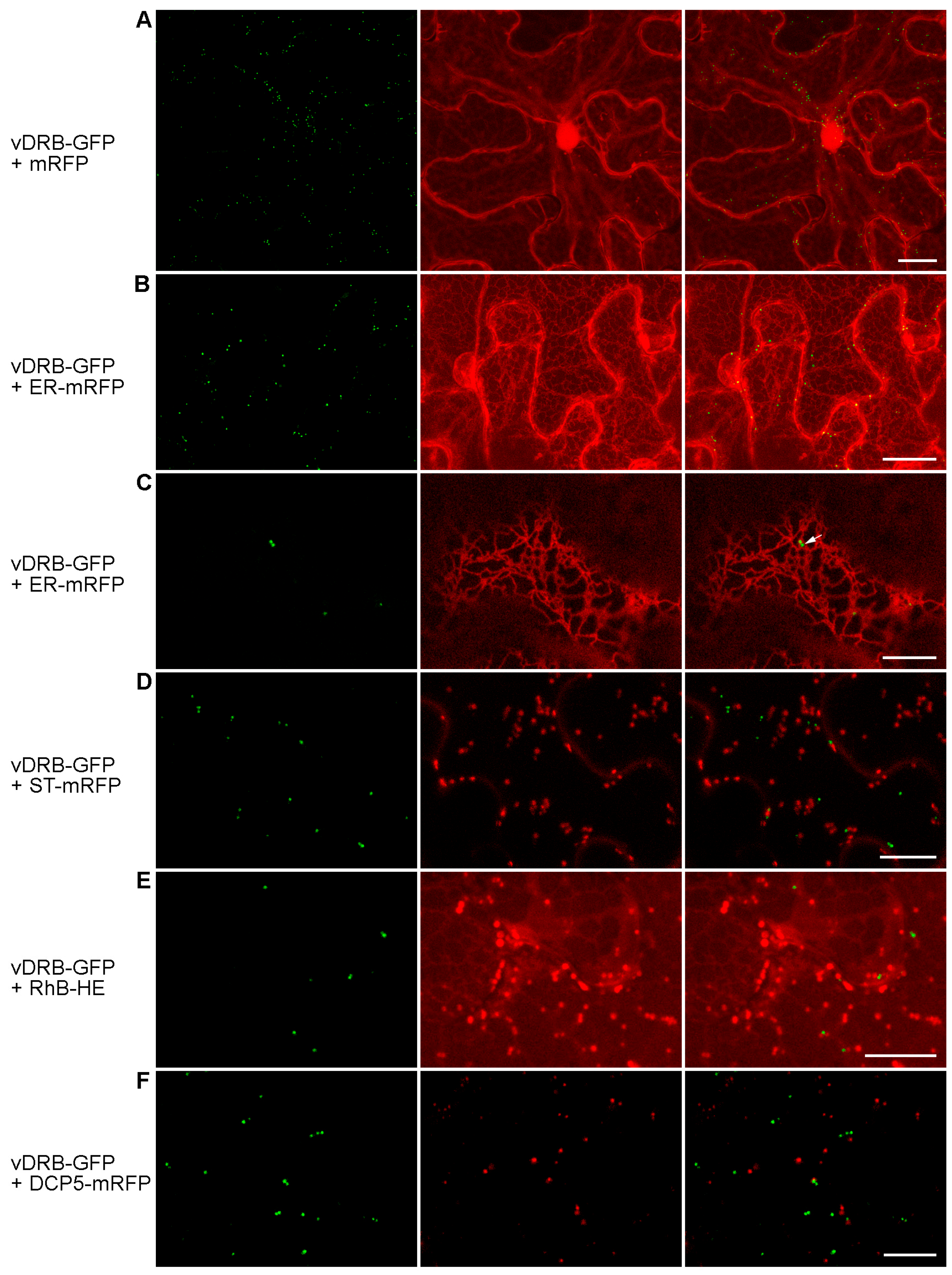 Ijms 24 14144 g003 Ijms 24 14144 g003