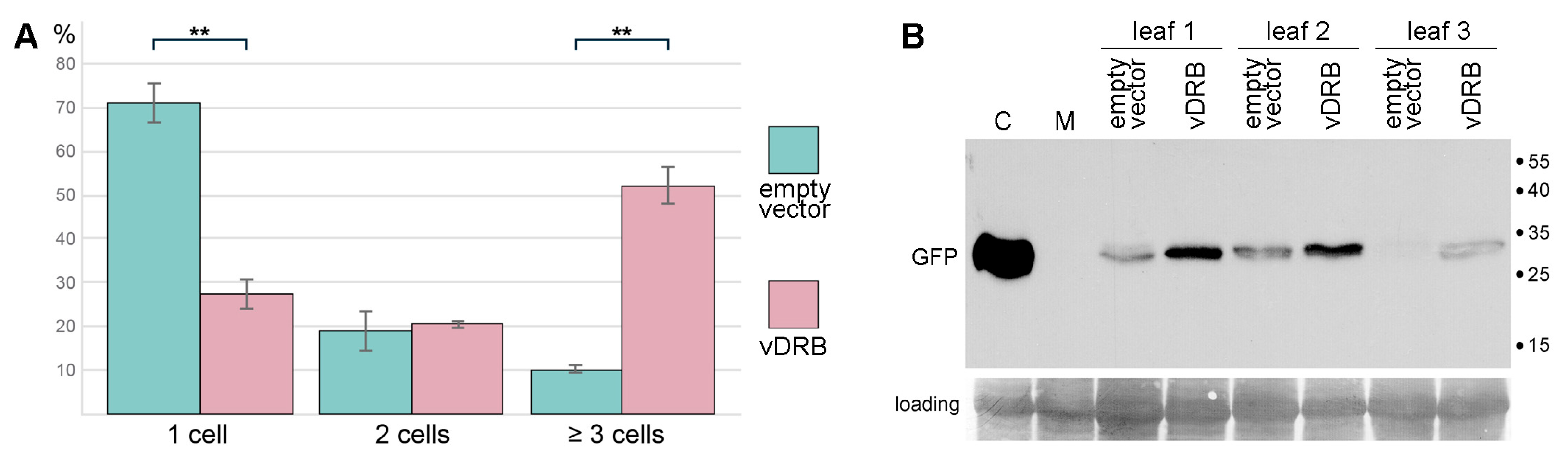 Ijms 24 14144 g005 Ijms 24 14144 g005