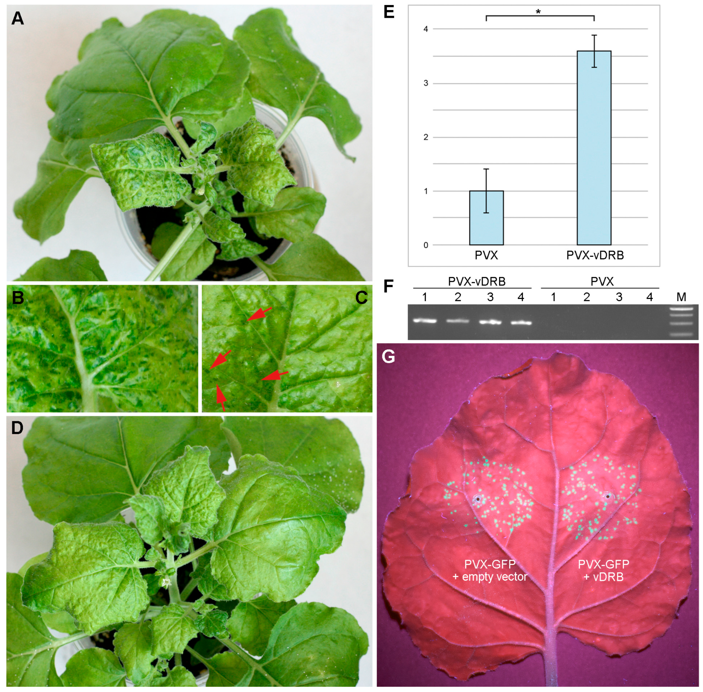 Ijms 24 14144 g006 Ijms 24 14144 g006